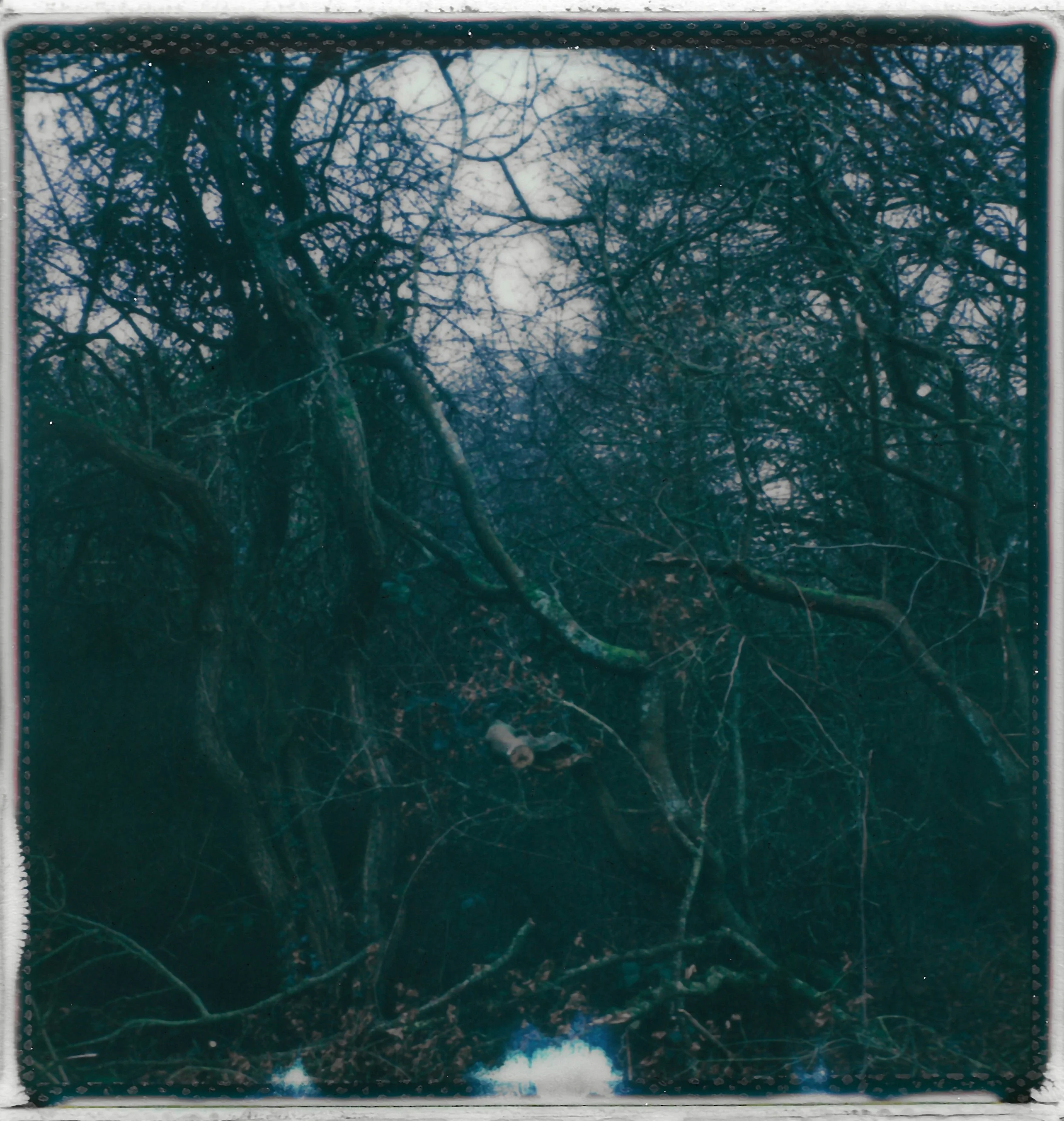 Mountain bike trail through a dense, leafless forest with a wooden sign at the top marked 'Fore Closed' indicating the trail is closed.