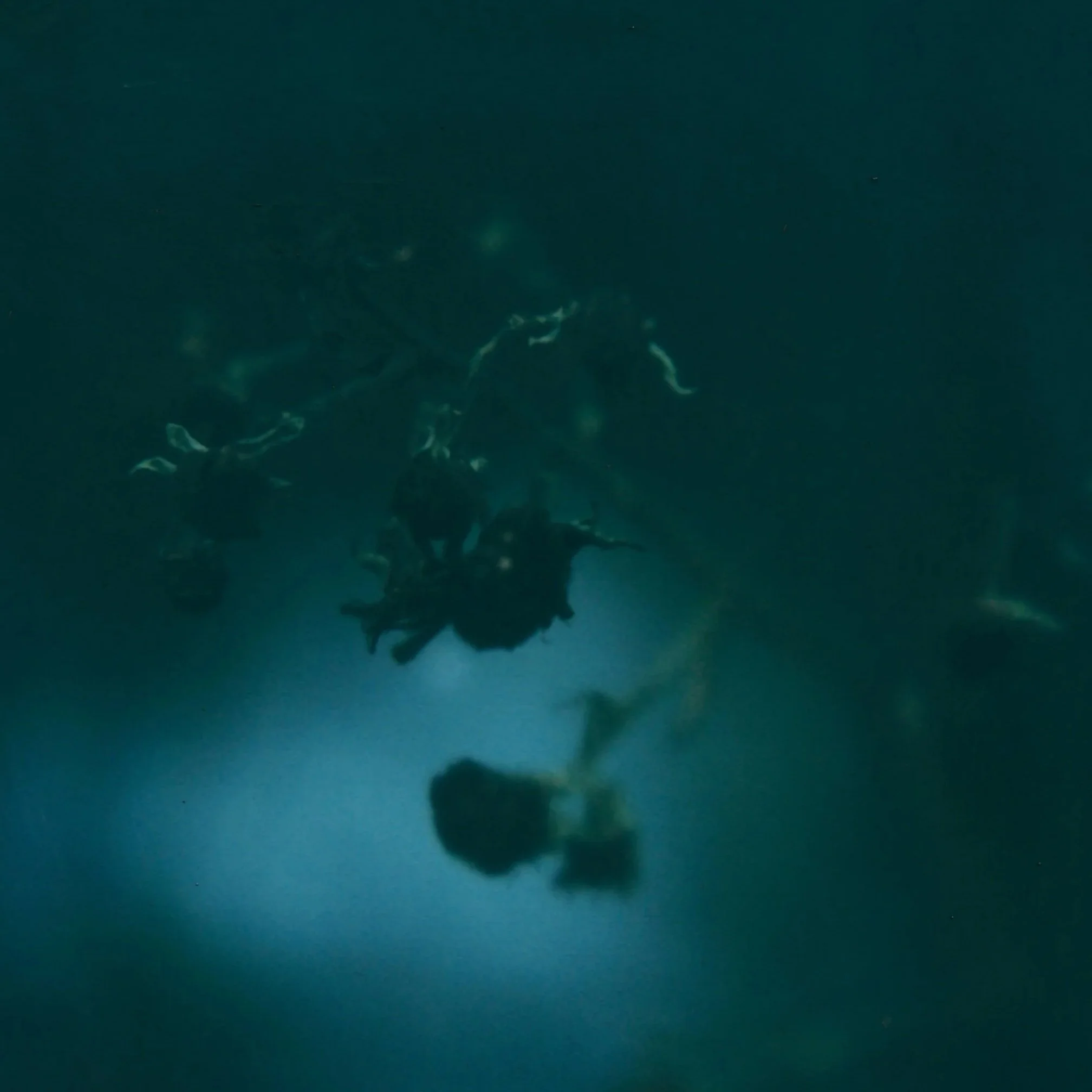 cropped polaroid image of a bramble with a dark blue tone and pale blue highlight. the image is abstract and moody