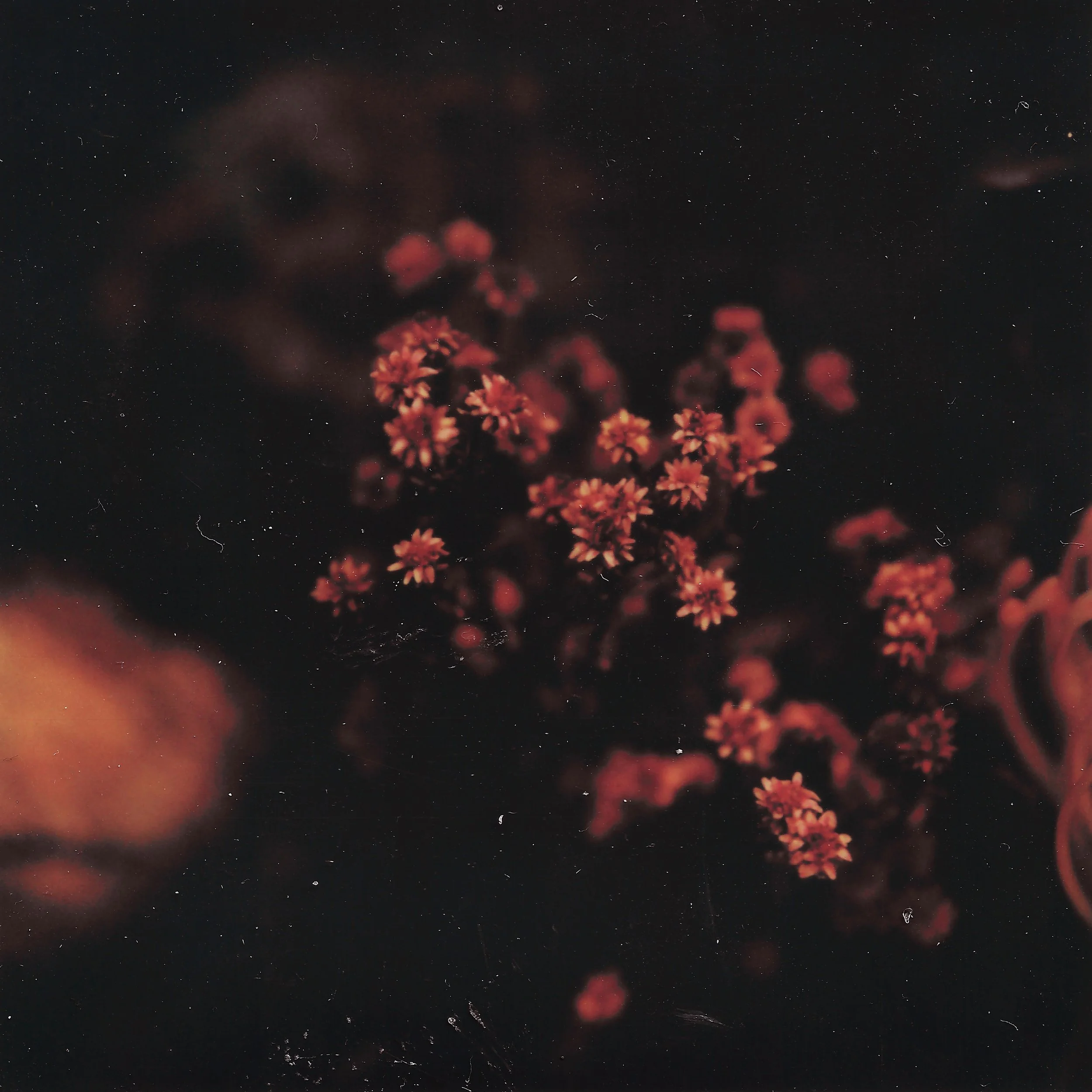 Close-up of tiny pink flowers on dark background, blurred edges