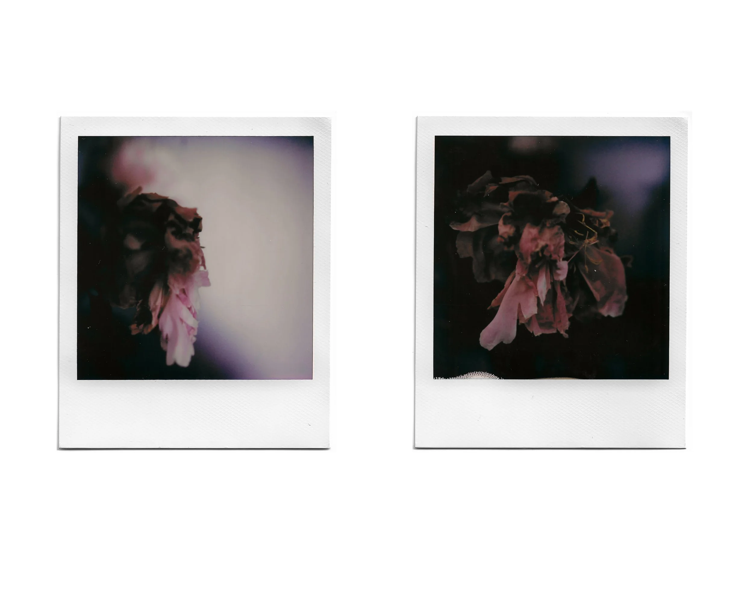 Two Polaroid photos of withered pink flowers against dark backgrounds.