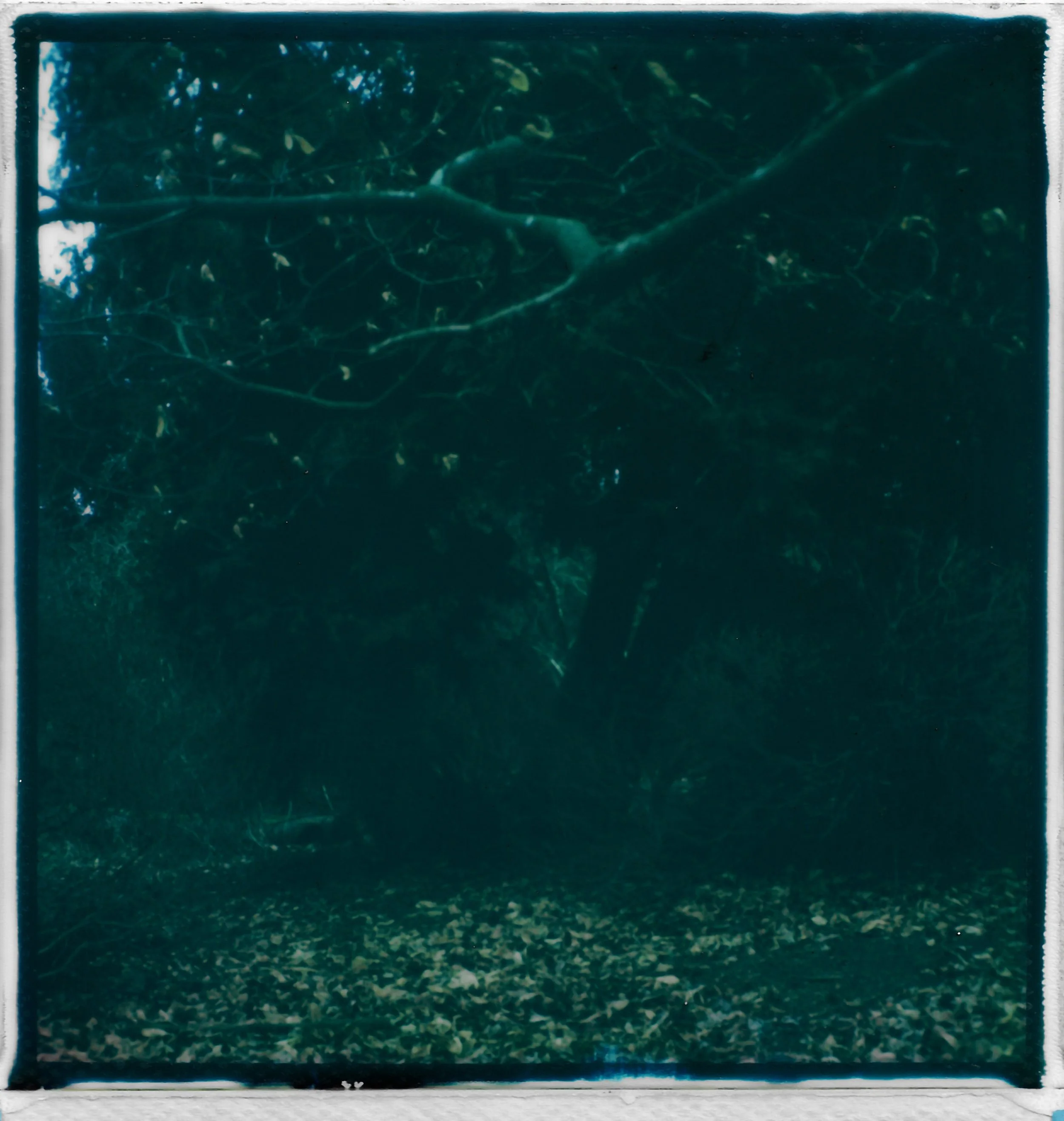 A dark, dense forest scene with a large, twisted tree in the center, surrounded by leaf-covered ground and overhanging branches.