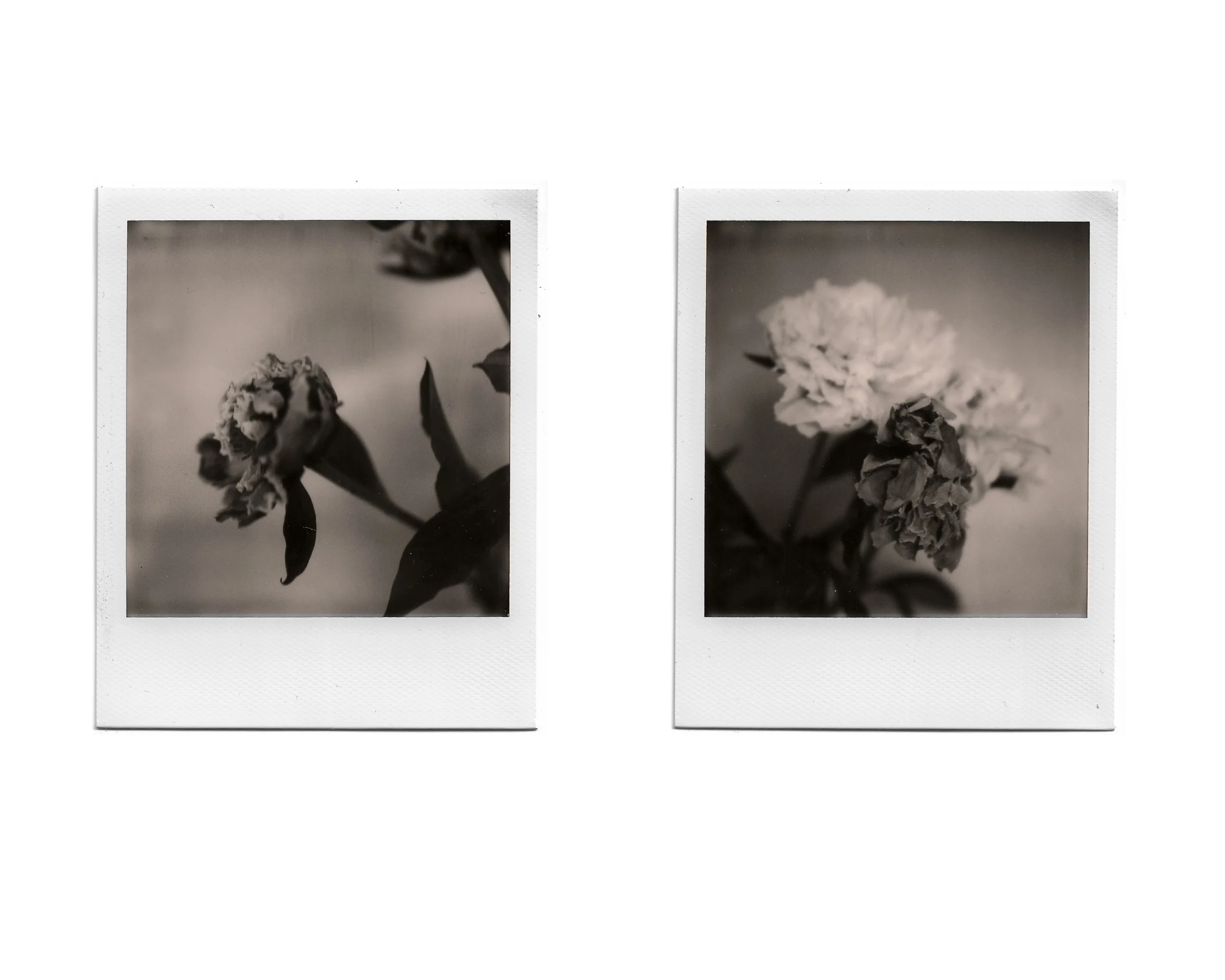Two black and white instant photographs of flowers on a white background. The left photo shows a flower with initially closed petals, the right photo shows blooming flowers.