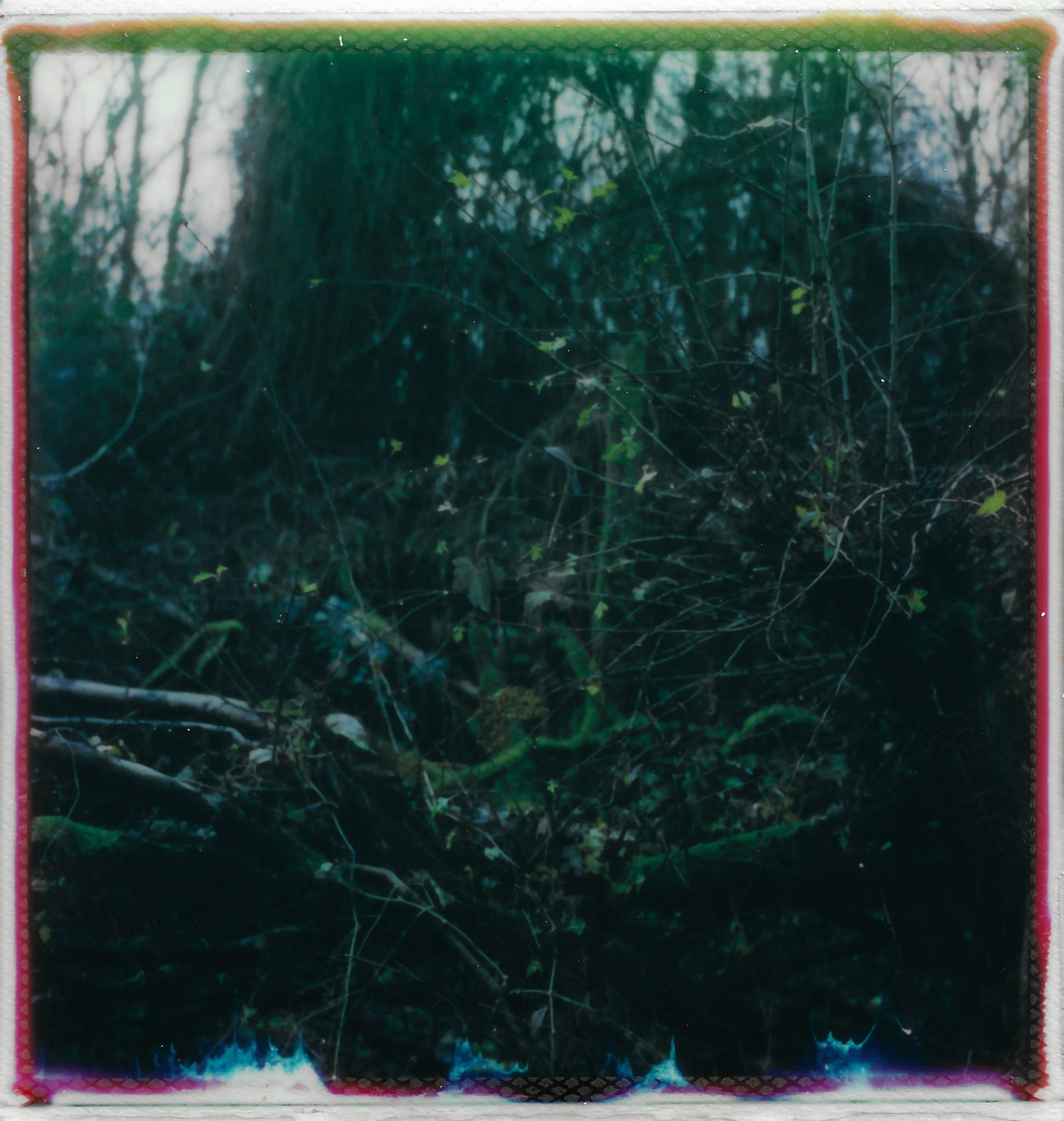 Close-up of a dark, tangled forest floor with twigs, leaves, and small green plants.