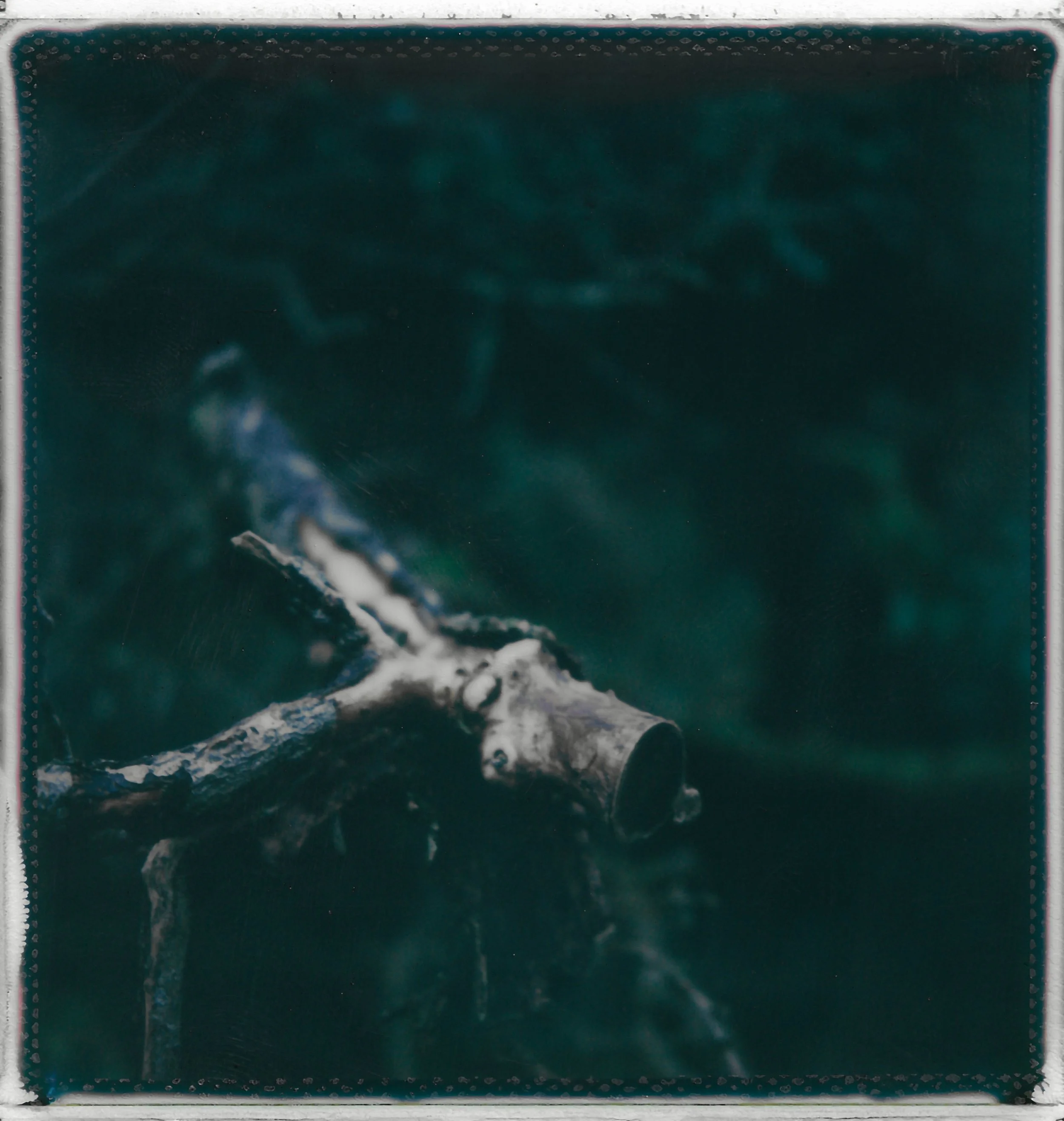 A close-up photograph of an animal skull, likely a deer or similar, lying on a branch amidst dark and blurred natural foliage background.