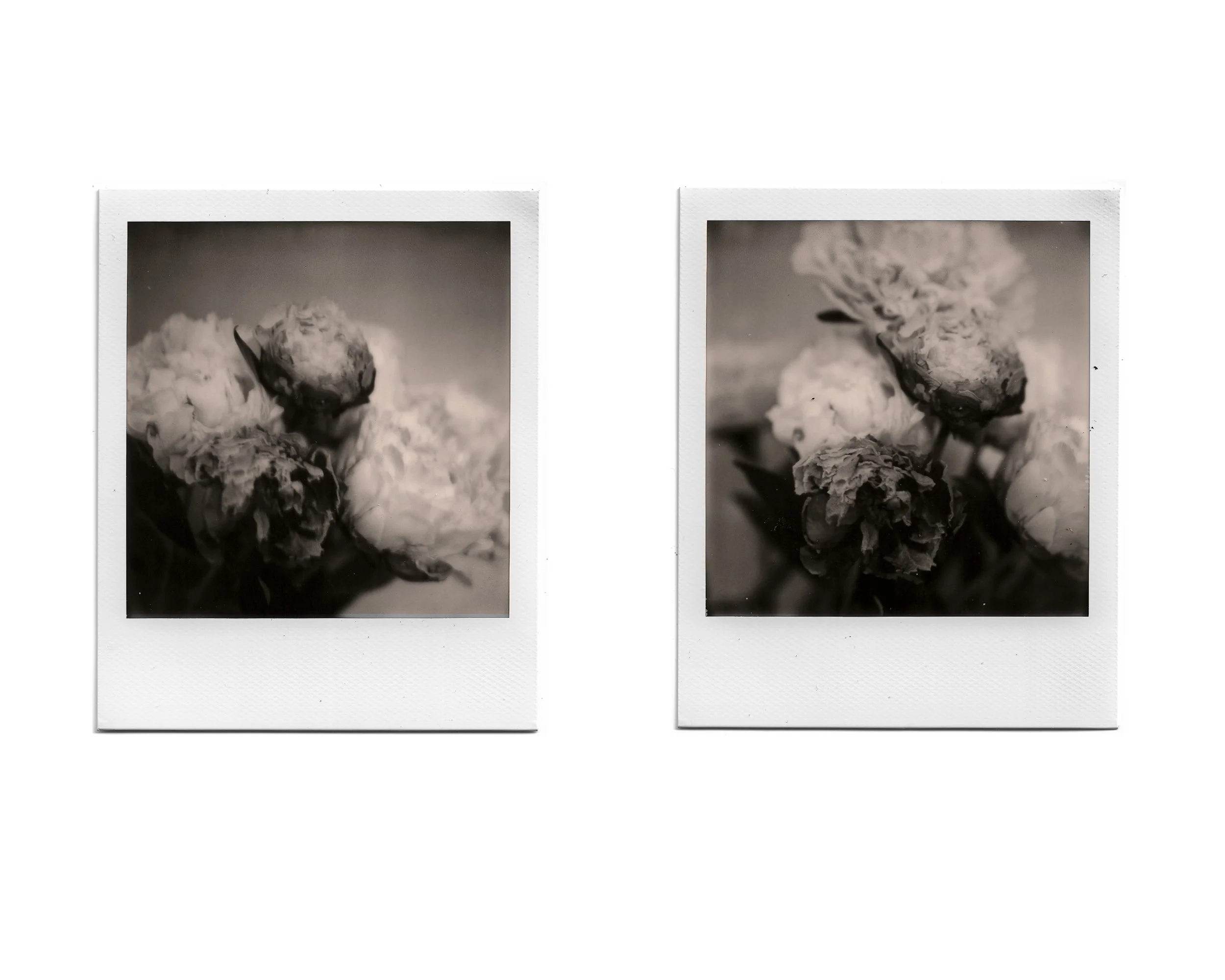 Two black-and-white Polaroid photos of flowers, with a dark background and soft lighting highlighting the petals.