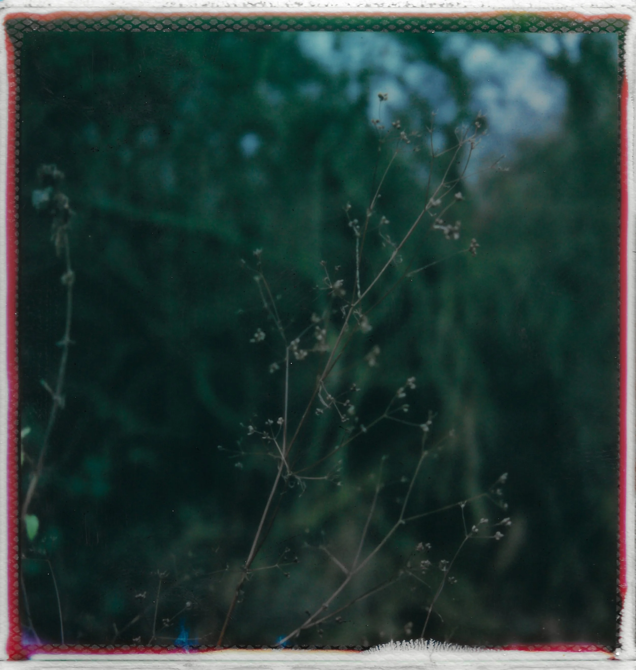 Photograph of dried wildflowers with thin, branching stems and small seed pods or flowers set against a blurred, green-vegetation background.