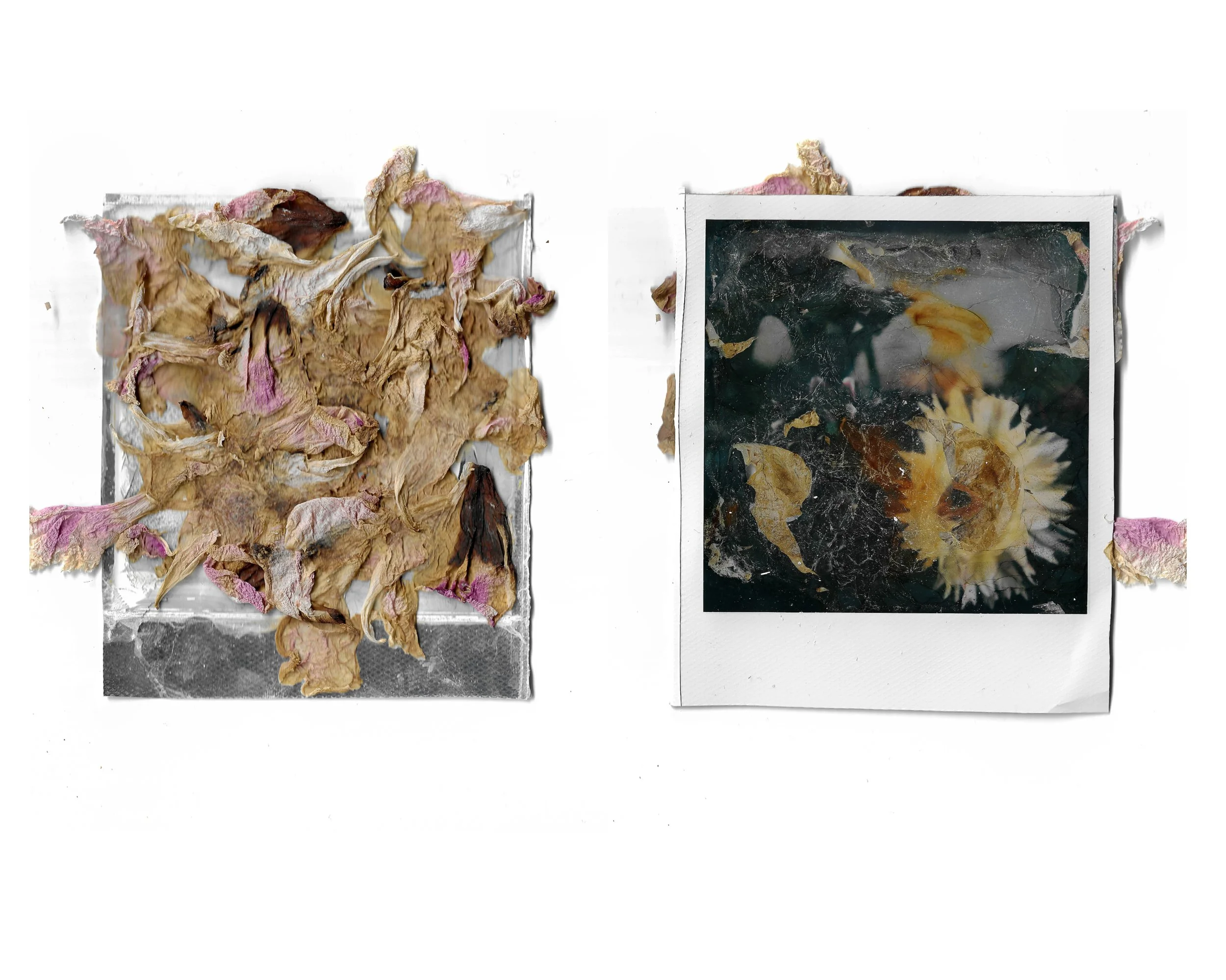 Comparison of two photos, one of dried, crumpled flower petals and the other of a preserved flower in a frame.