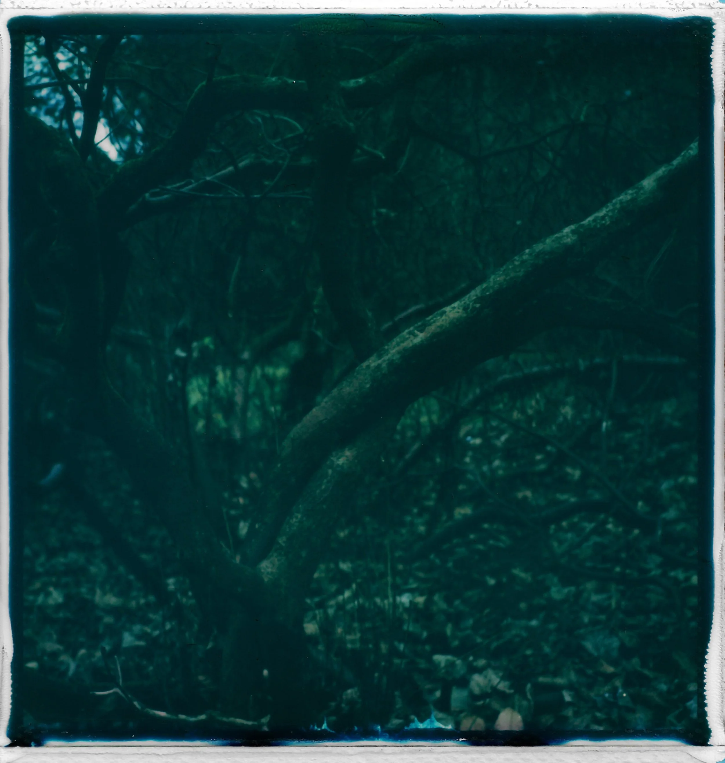 A dark, dense forest with a large, twisting tree trunk and numerous intertwining branches and foliage.