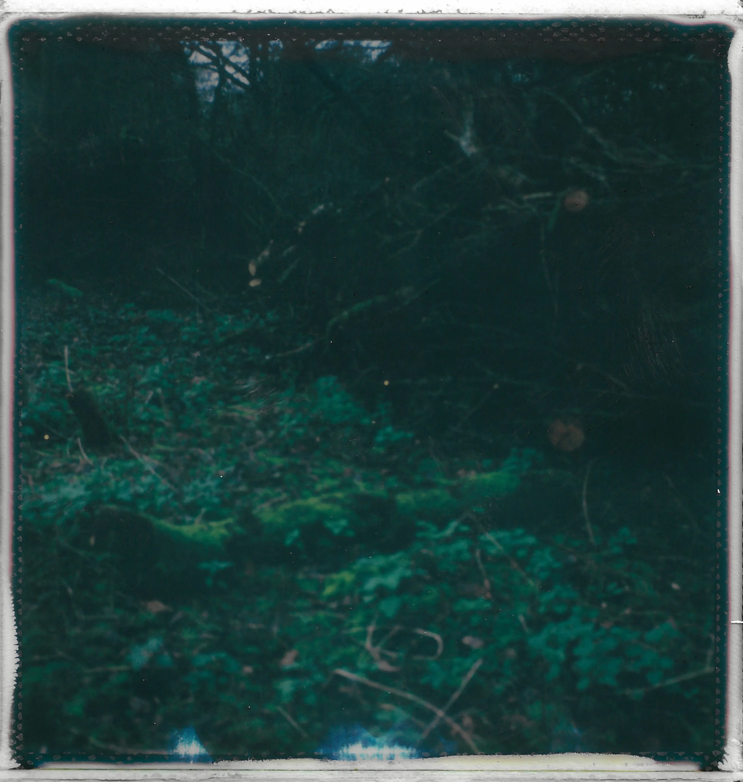 A dense forest floor with green moss, plants, and fallen branches, surrounded by tree trunks and dense foliage.