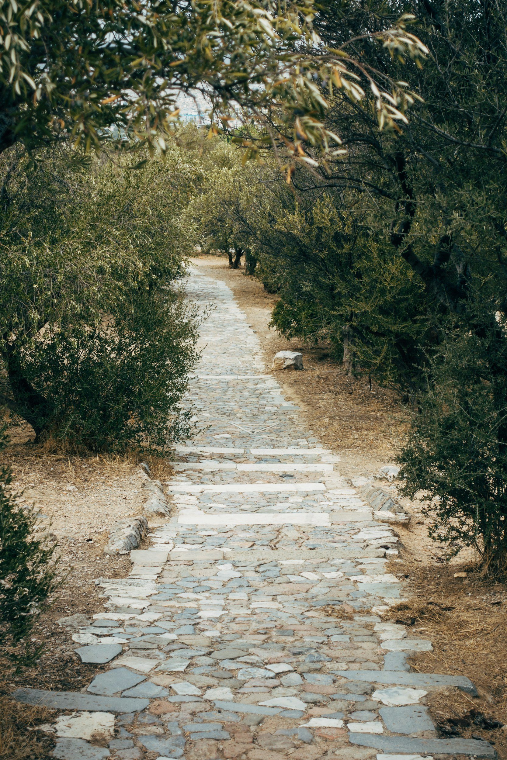 A narrow stone pathway winding through a lush, green arroyo lined with dense bushes and trees, with a distant view of a city skyline.
