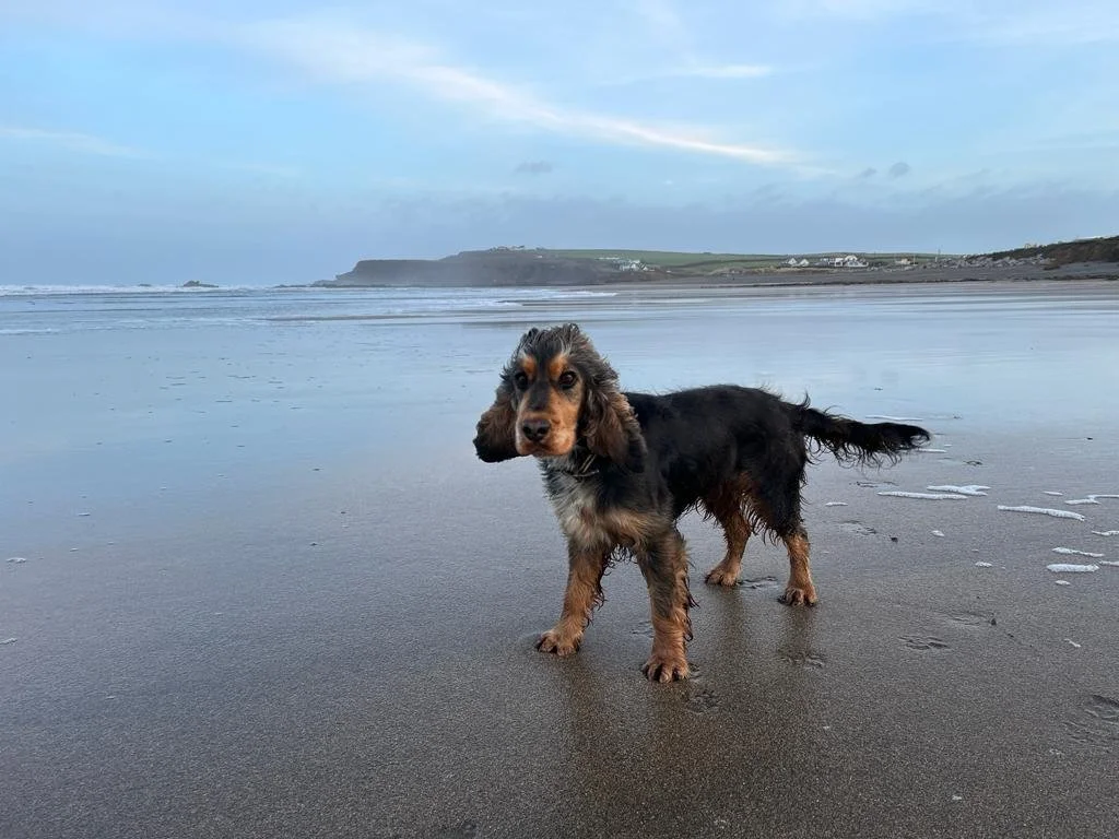 A winter beach break is the pawfect escape