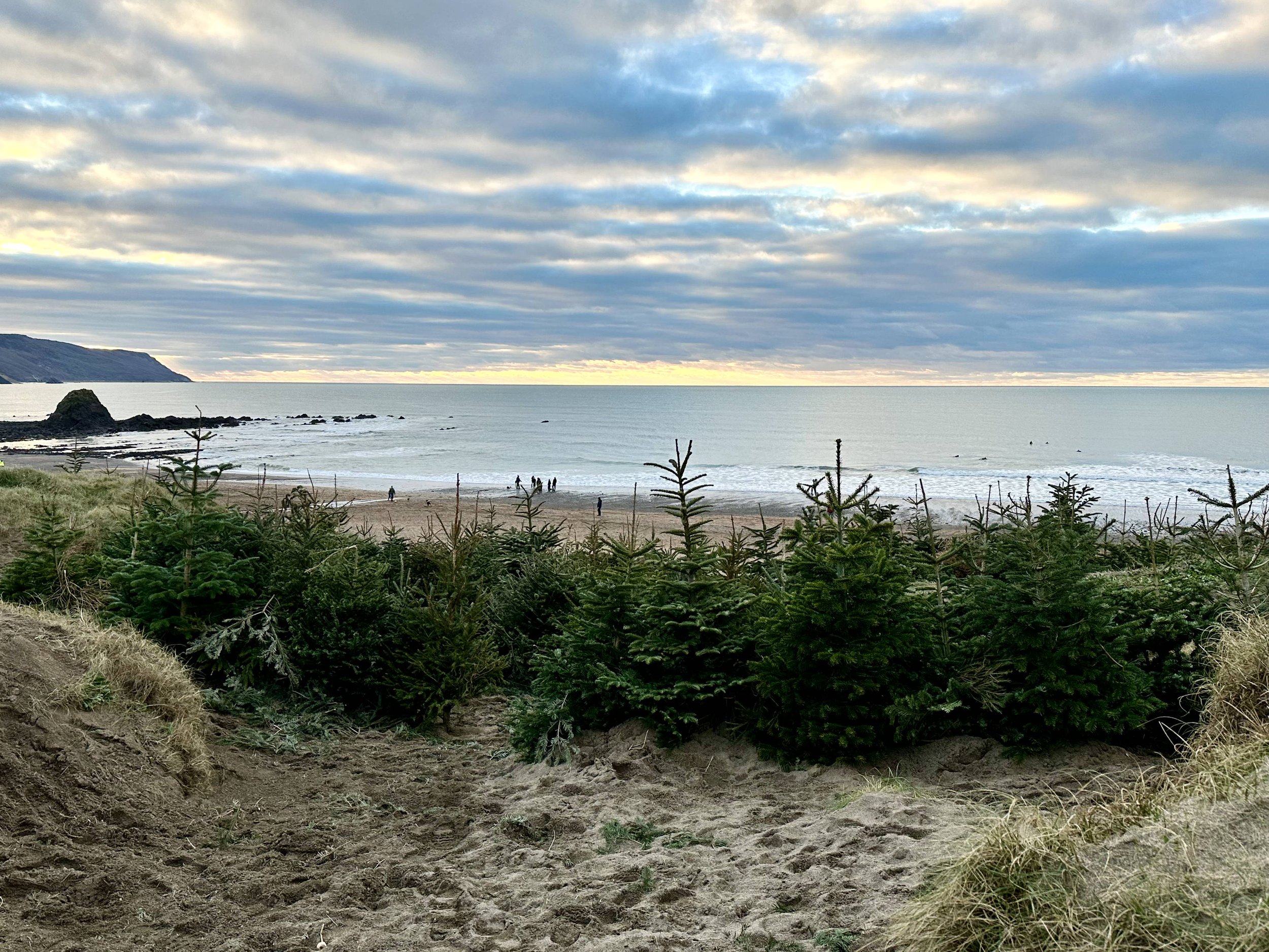 Christmas trees planted to protect against coastal erosion