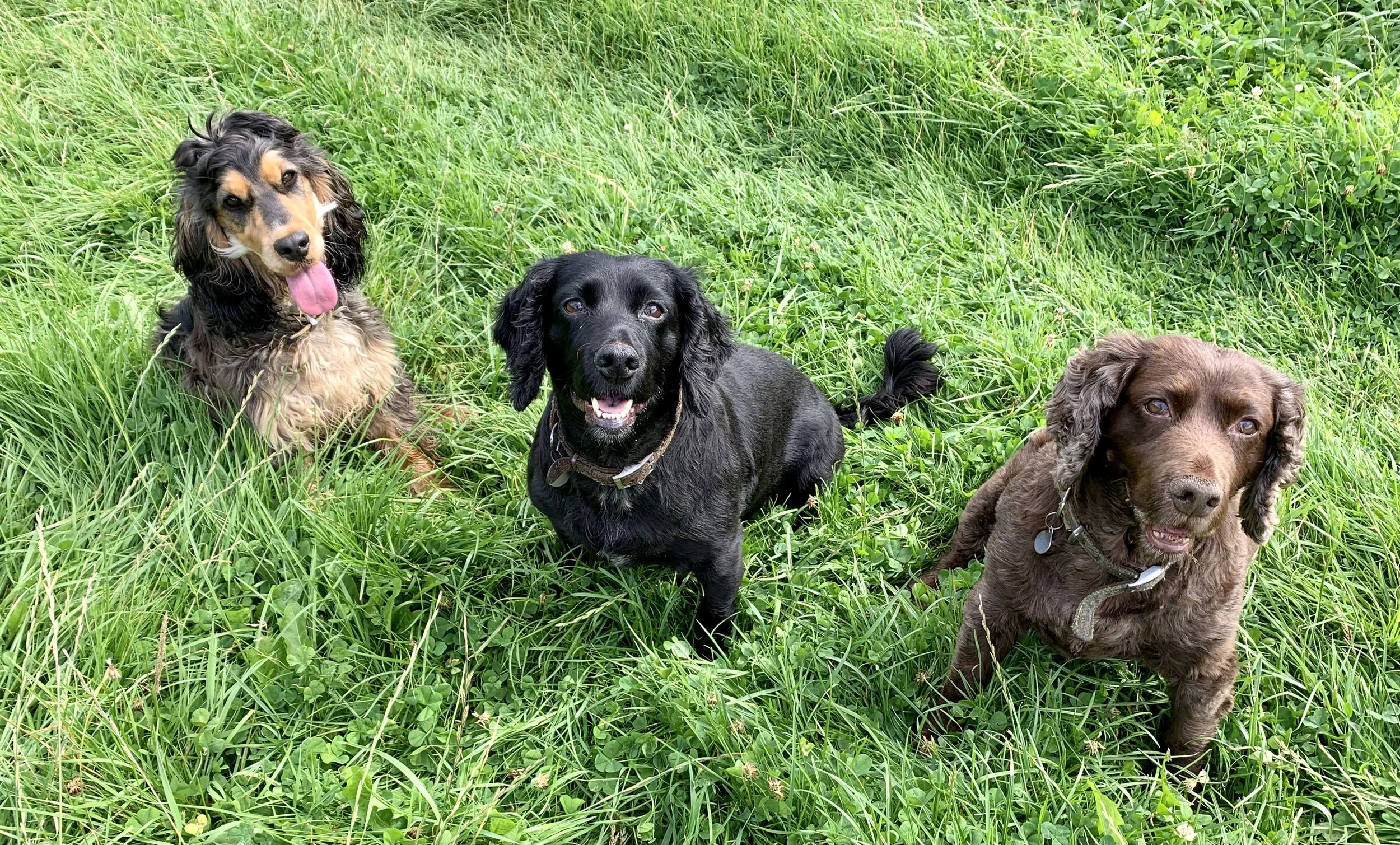 Dog friendly holidays in north Cornwall at Gwelmor