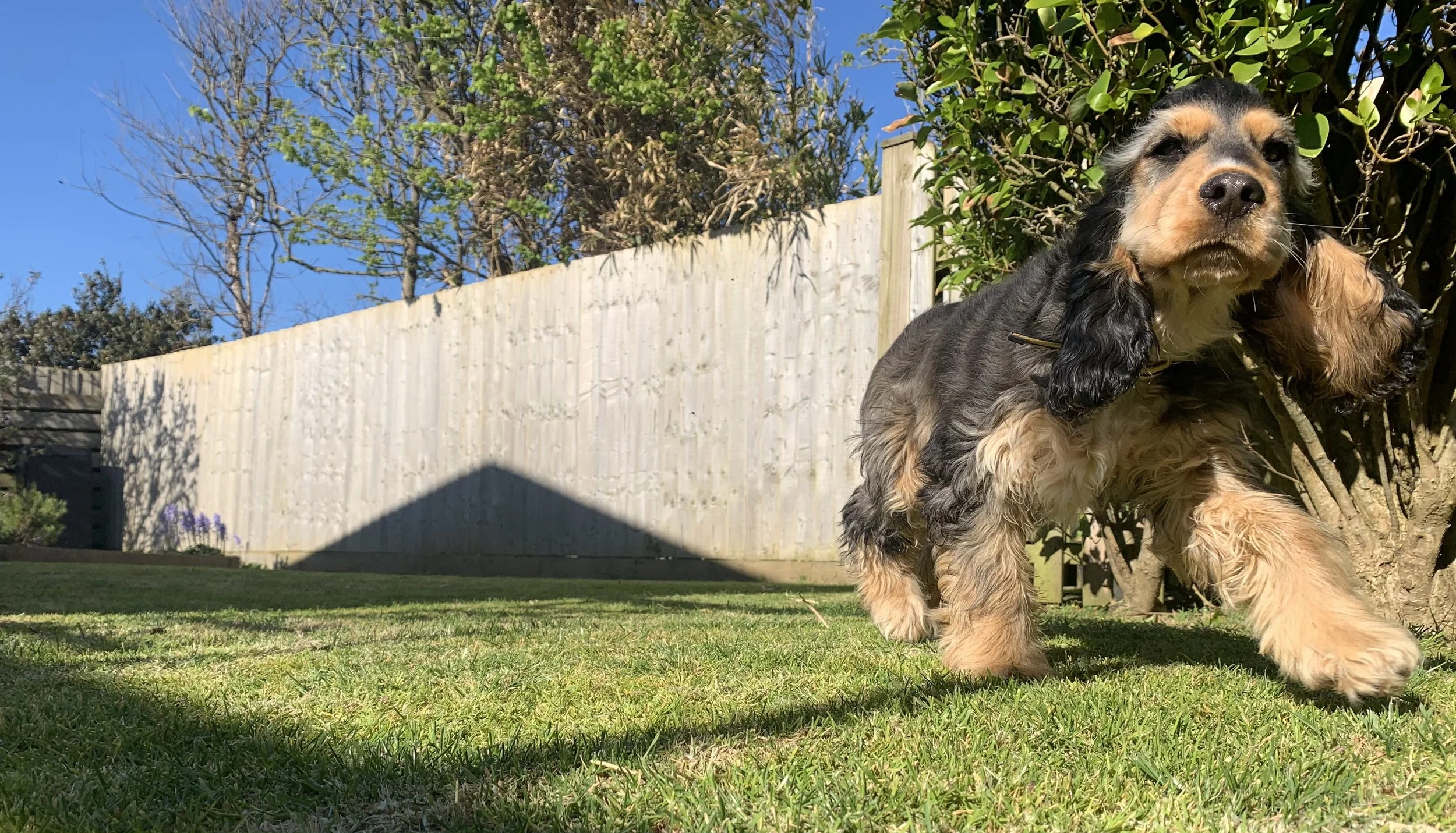 Doggie rules