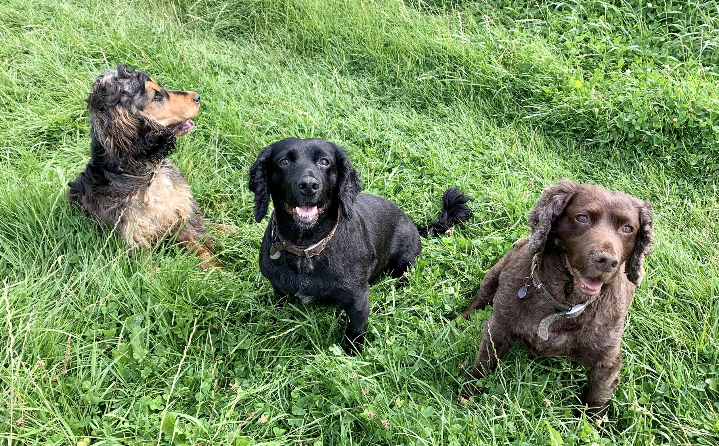 Dog friendly holidays at Gwelmor
