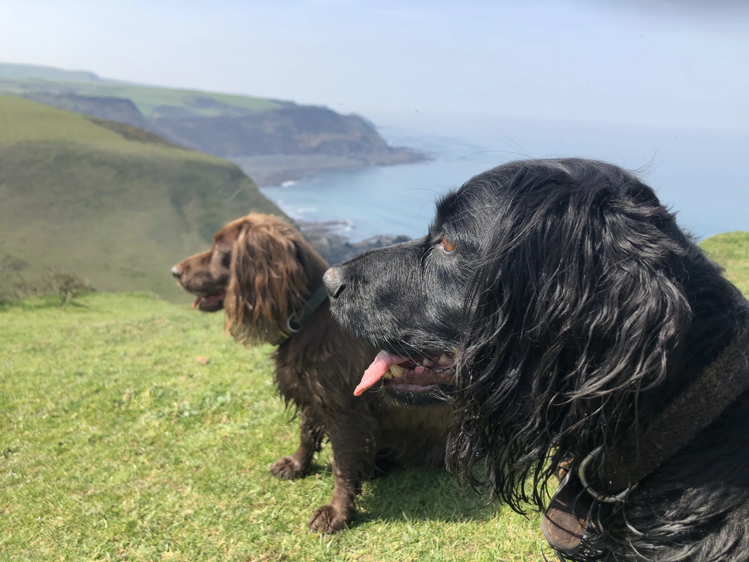 Why dogs love Gwelmor 