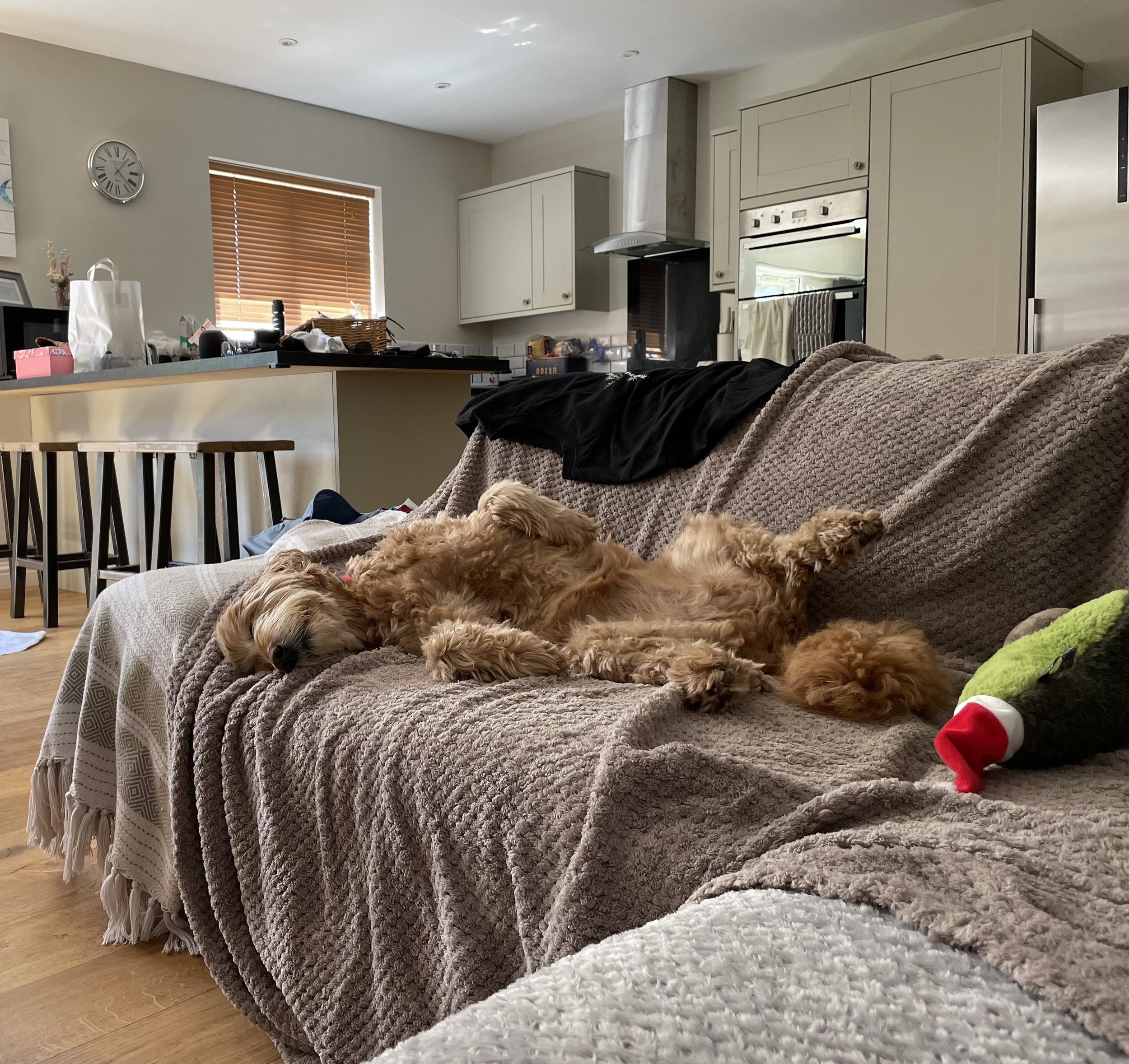 Holidaying with a Dog in Widemouth Bay, North Cornwall: A Pawsome Adventure