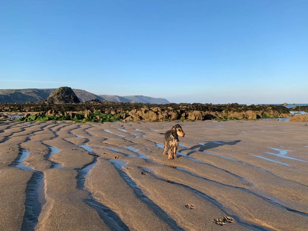 Best dog-friendly beaches near us in North Cornwall