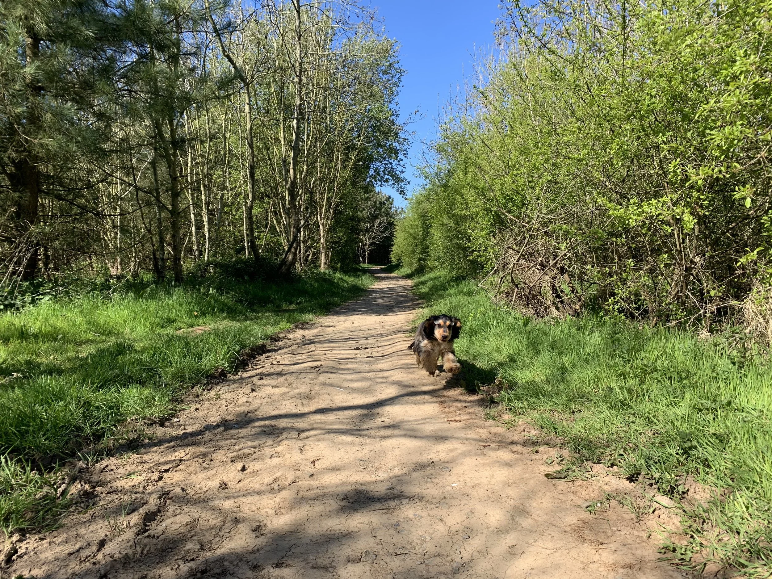 The Whalesborough Trail through Cornish countryside