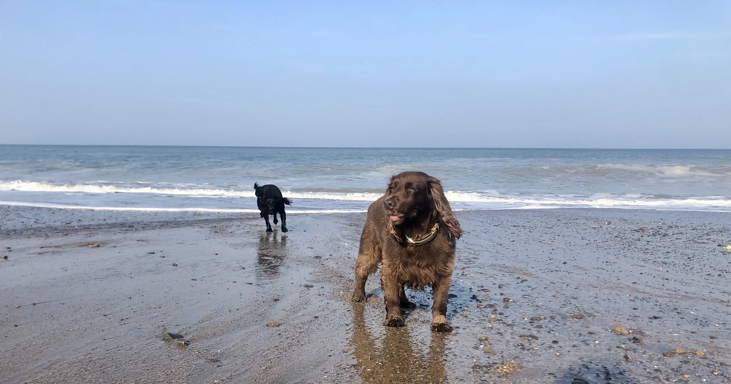 10 dog-friendly things to do near Widemouth Bay