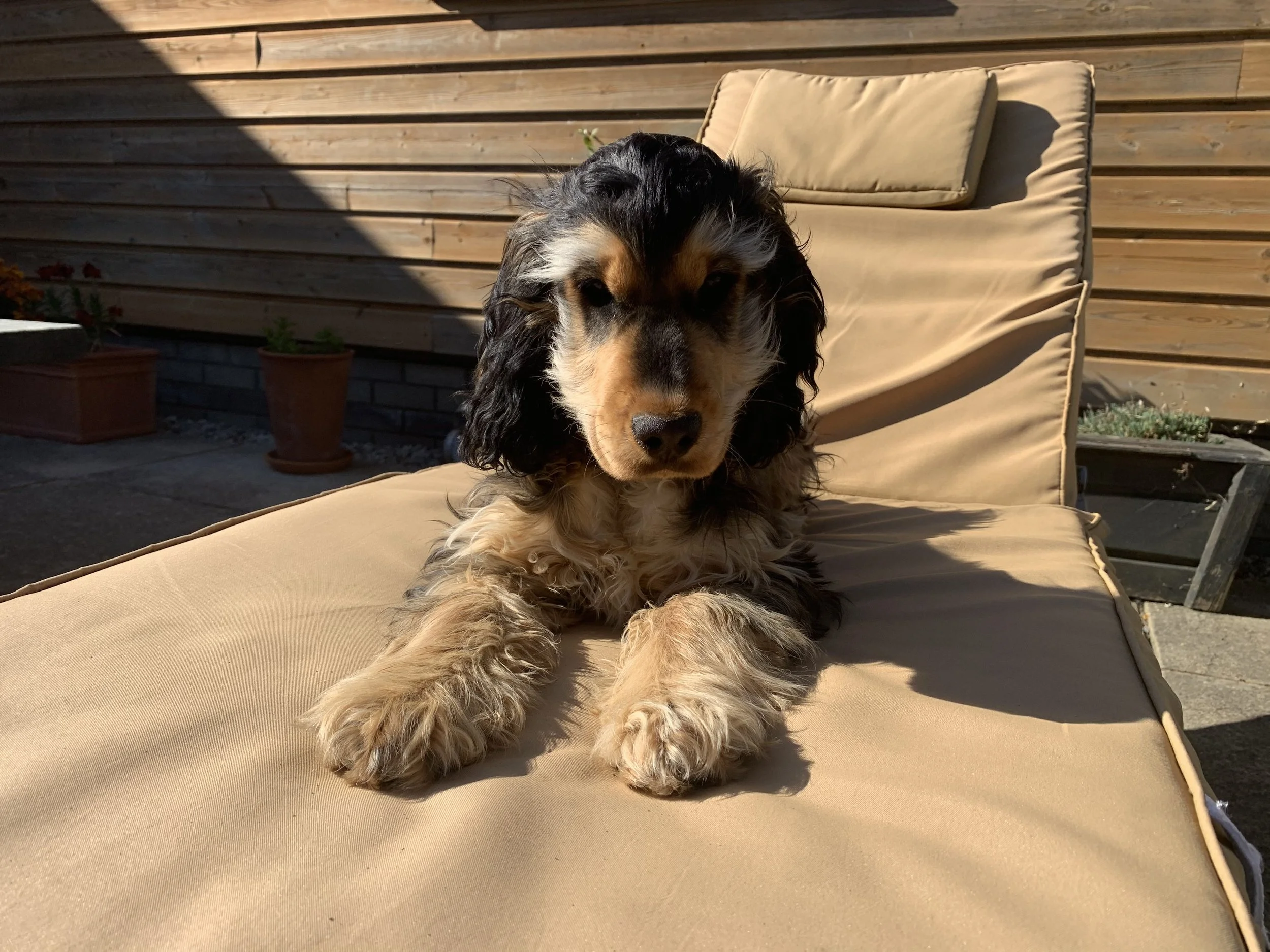 What makes Gwelmor a great dog-friendly holiday?