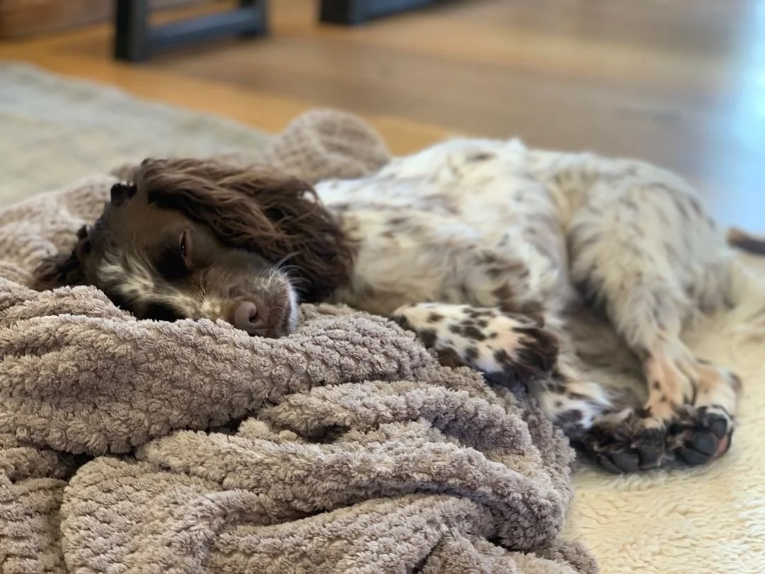 Top 10 tips for booking your dog friendly holiday