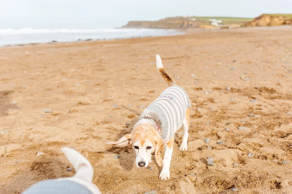 Beagle wearing a striped shirt walking on sandy beach with cliffs and ocean in the background.