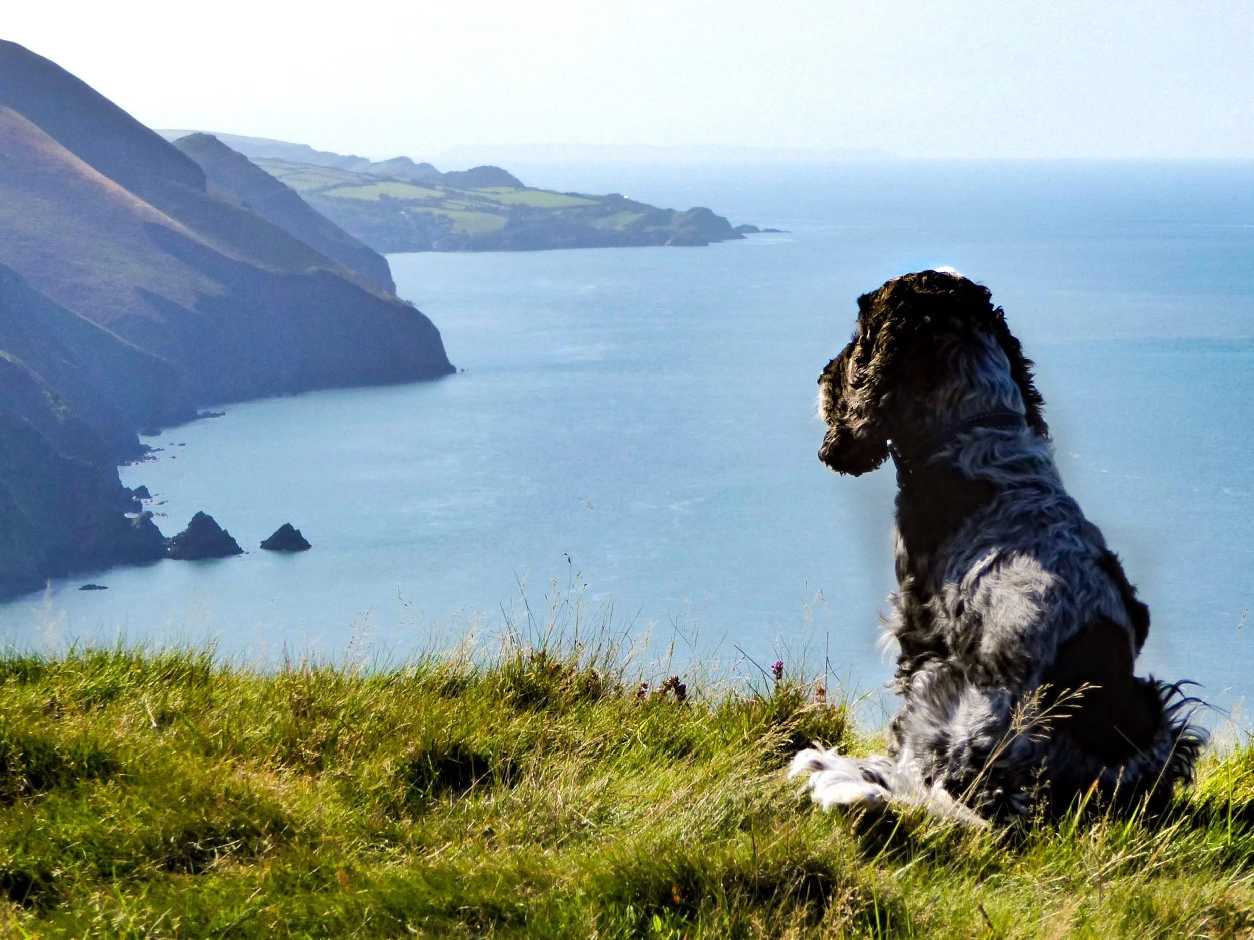 A dog sitting on grass overlooking a coast with cliffs and water, with a cloudy sky.