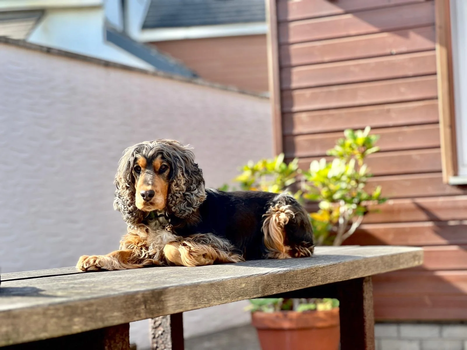 An adorable black and tan Cocker Spaniel dog resting on a wooden surface outdoors, with a brown wooden fence and a potted plant in the background.