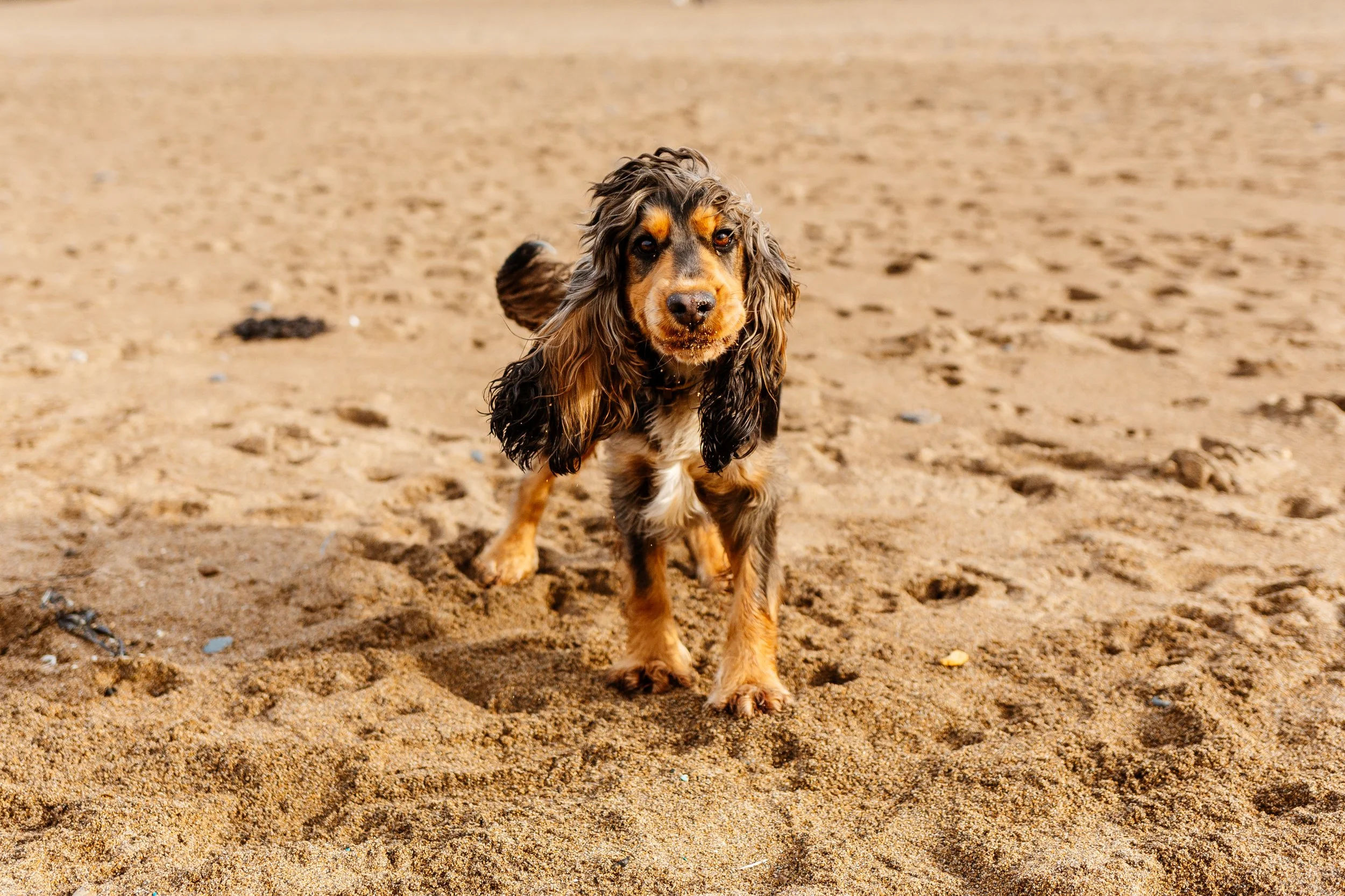 The Ultimate Guide to a Dog-Friendly Holiday in Widemouth Bay