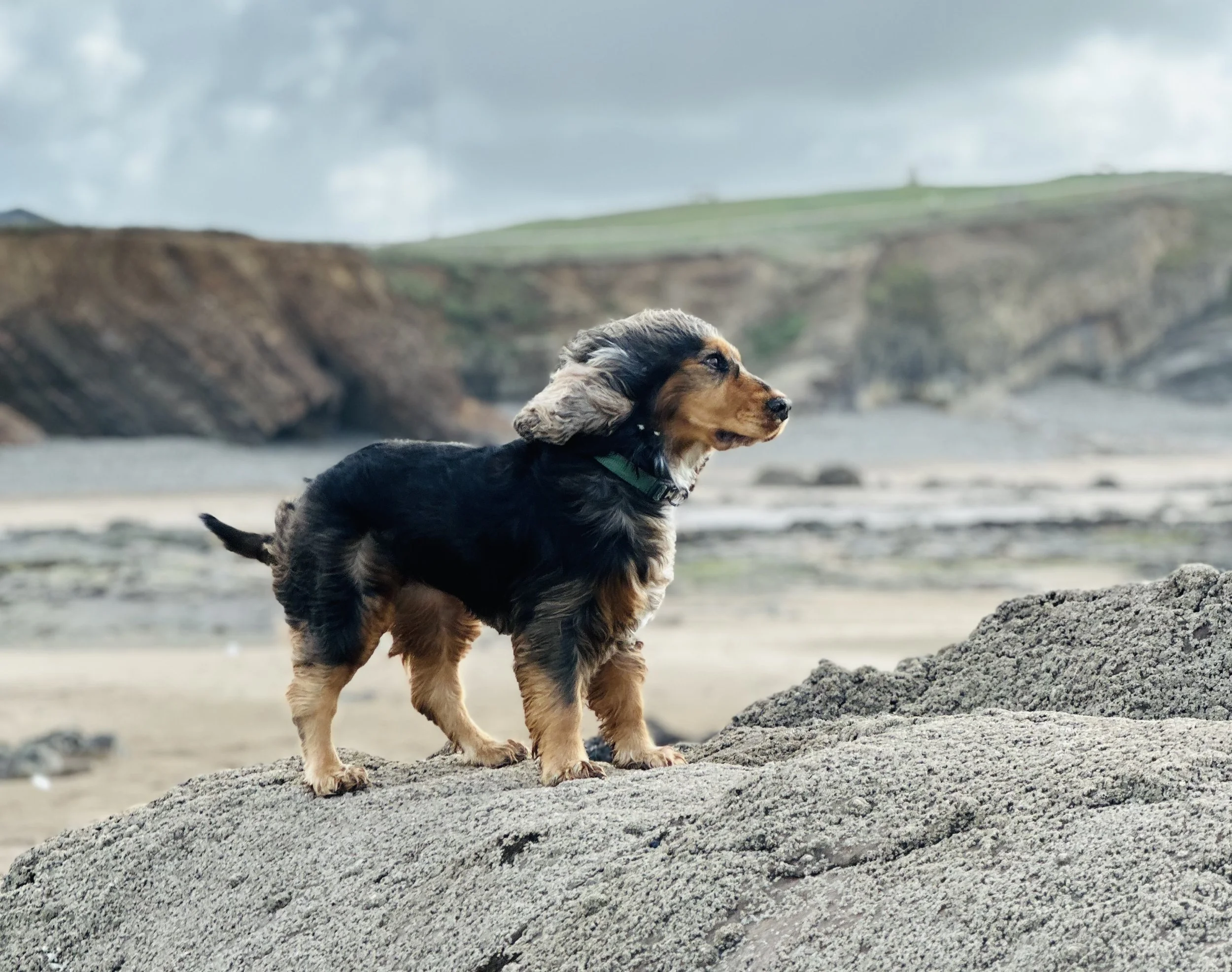 A young black and tan dog running on a sandy beach with rocky formations and a cloudy sky in the background.