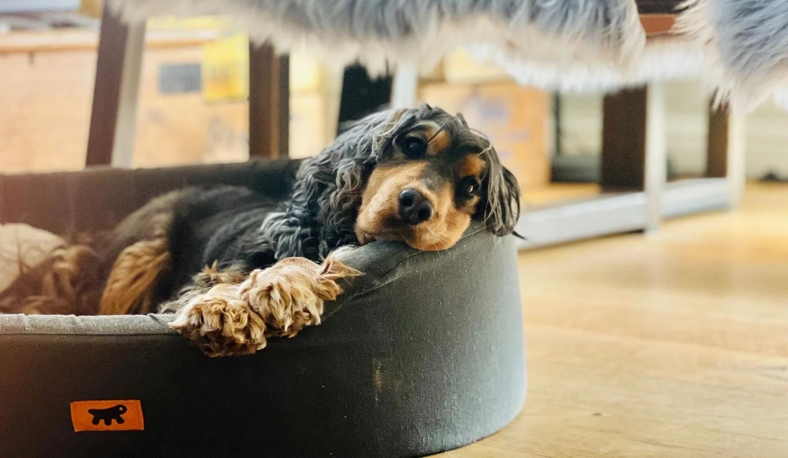 A black and brown long-haired dog resting its head on the edge of a gray pet bed, looking directly at the camera. The background shows a wooden floor, some furniture, and a yellow wall.