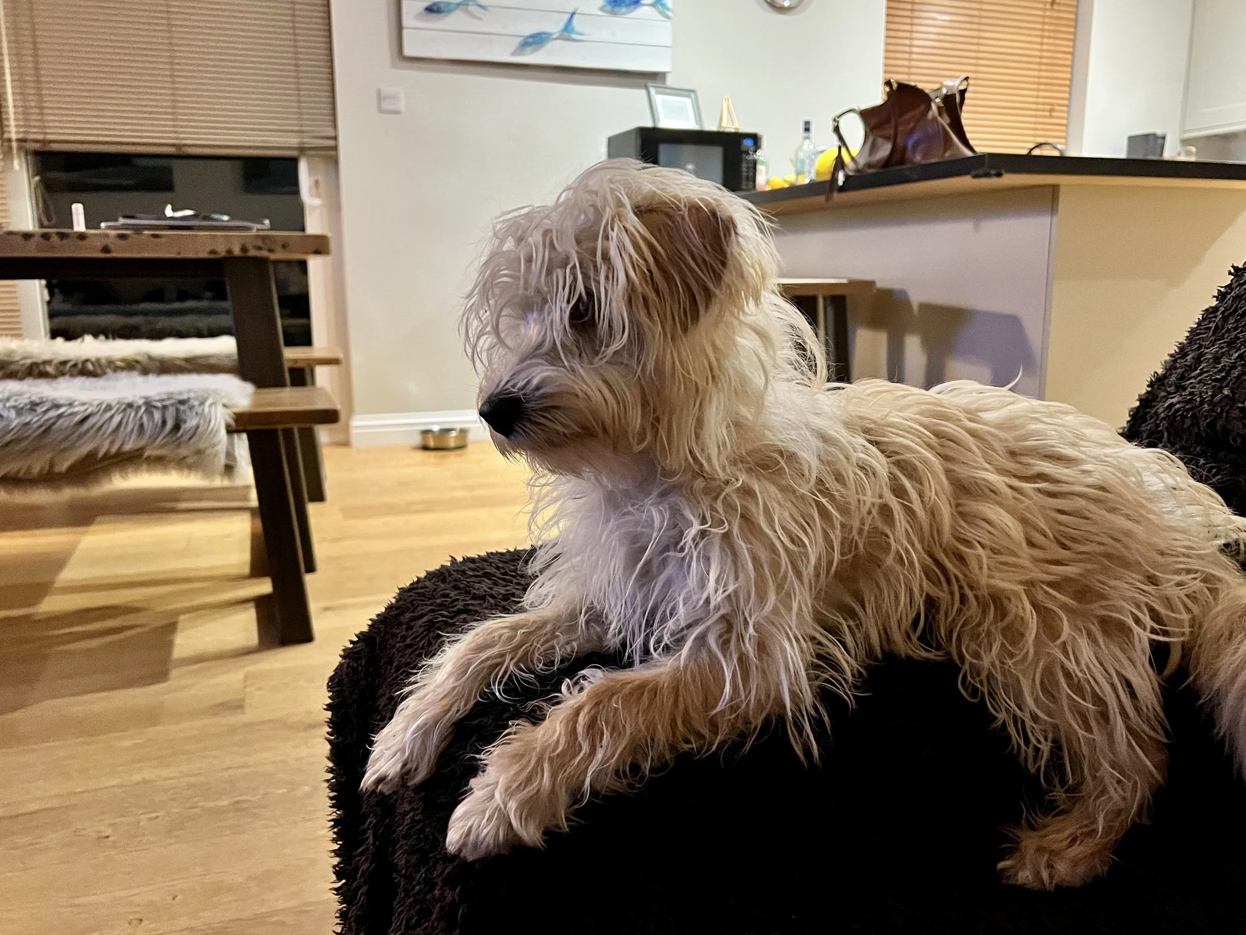 A light-colored dog, possibly a Briard, sitting on a black fluffy dog bed in a living room. The background shows windows with blinds, a dining table with a bench, and a kitchen area with a microwave, bottles, and a handbag on the counter.