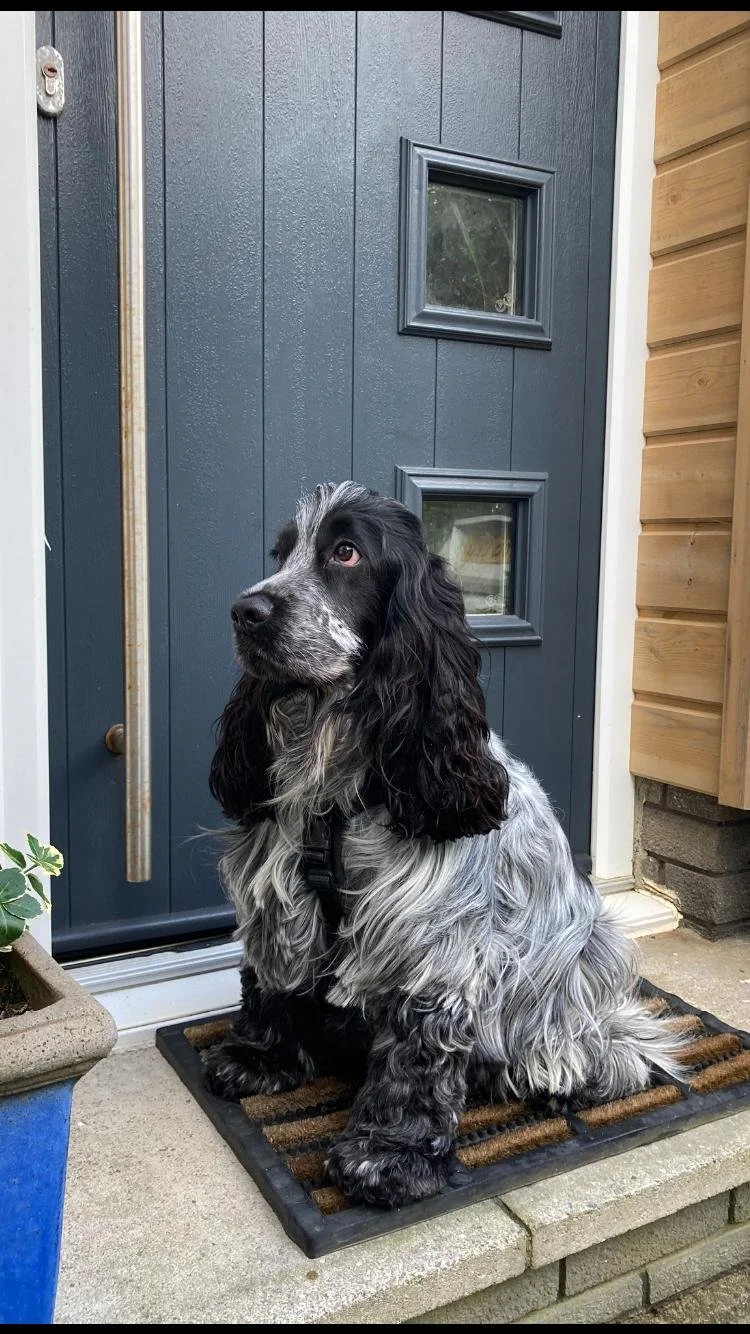 Black and white dog sitting on a striped doormat outside a blue front door with small windows.