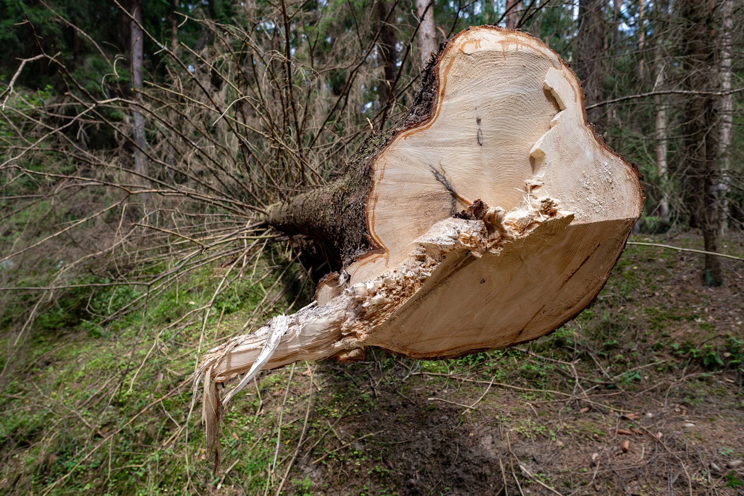 Storm-damaged tree with splintered trunk snapped at the base requiring professional tree care and removal in southern Minnesota