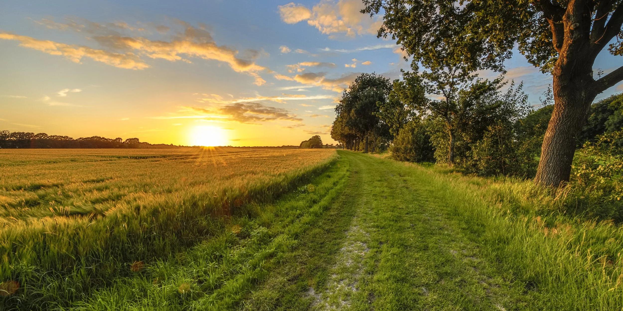 Sunset over a southern Minnesota grain field and tree-lined farm road representing agricultural land services by Buffalo Lake Wood Co. near Janesville MN