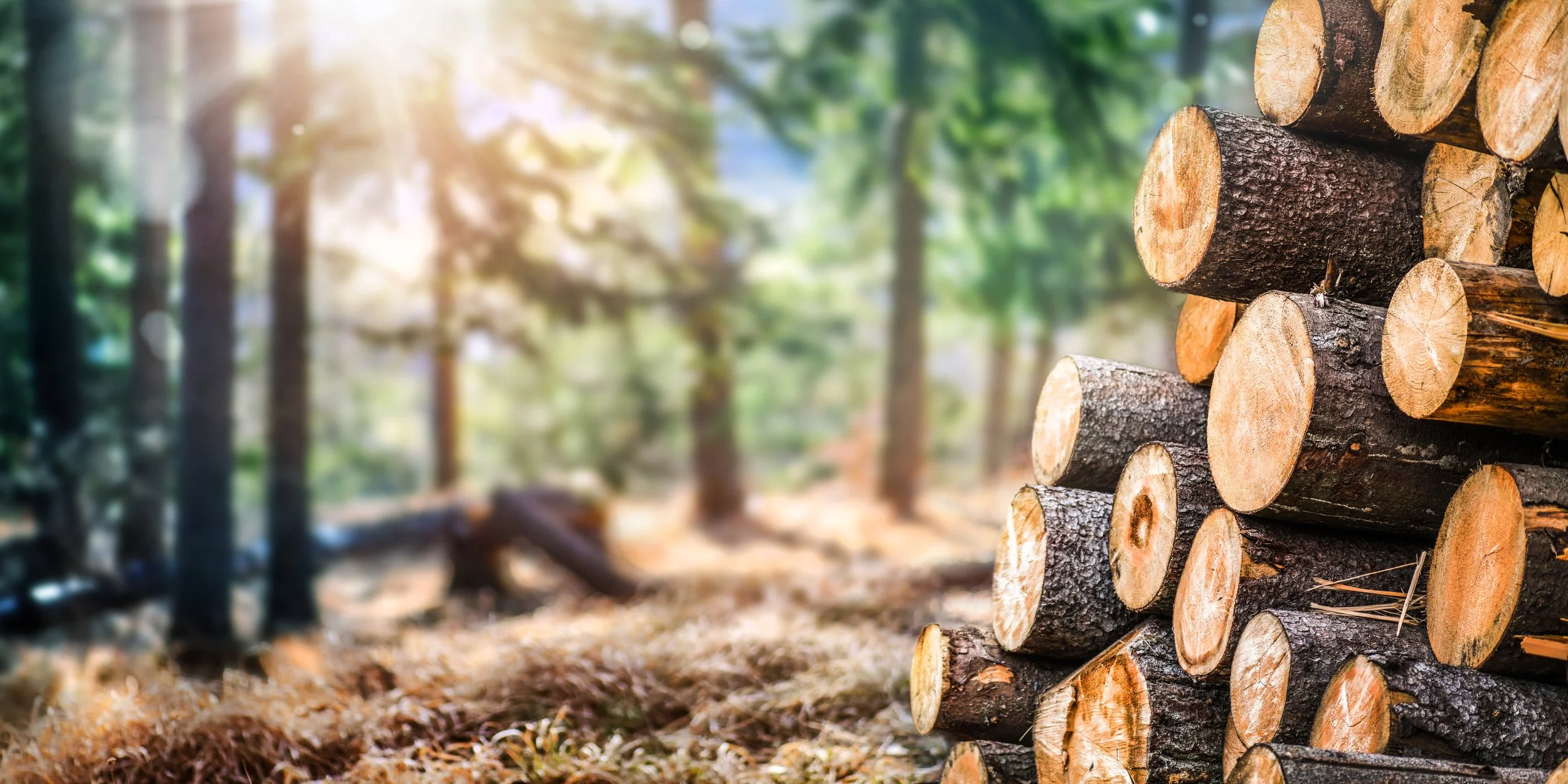 Neatly stacked harvested timber logs in a sunlit forest after professional tree removal service in southern Minnesota by Buffalo Lake Wood Co.