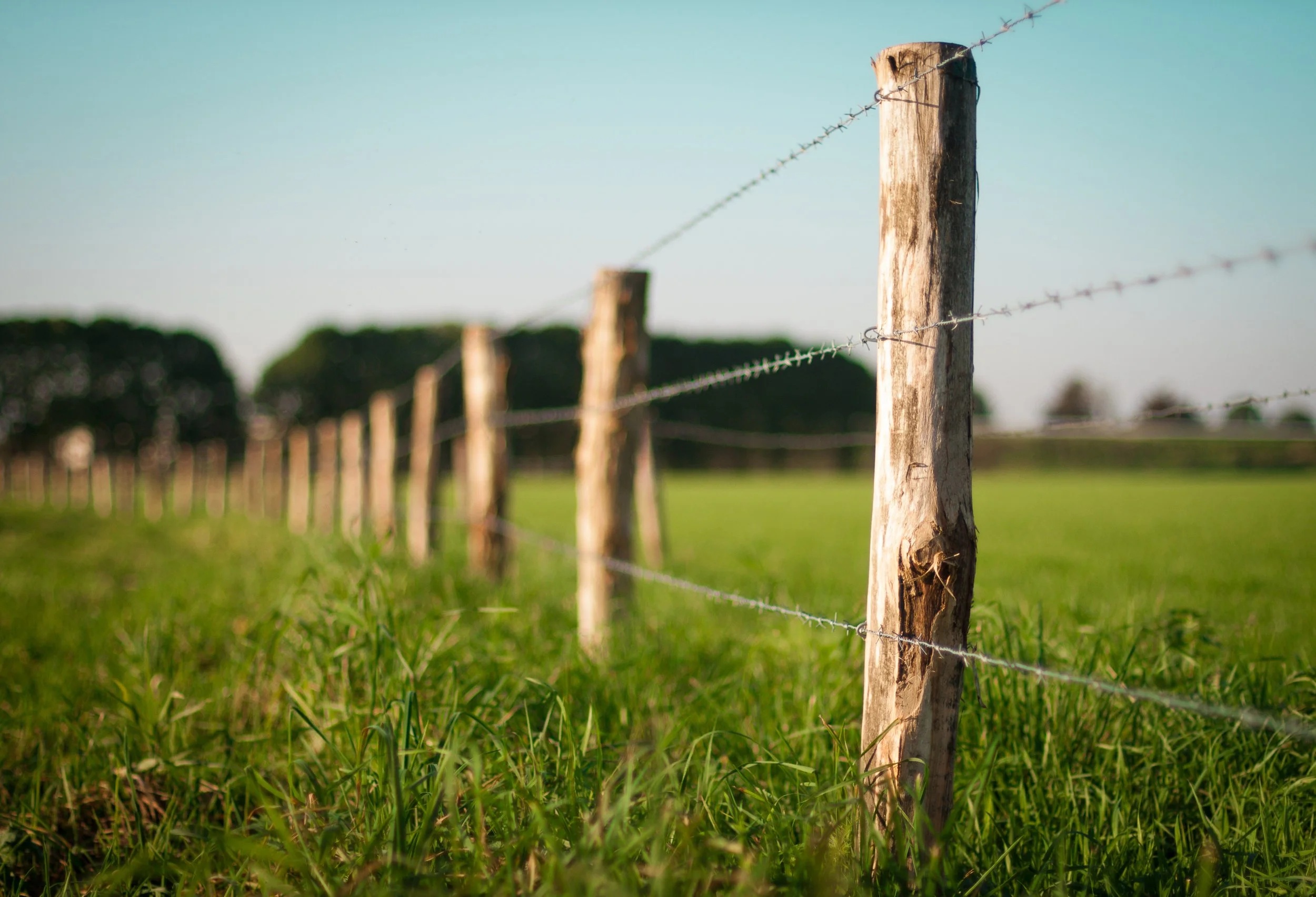 Lush clover pasture field in southern Minnesota representing fence installation and repair services for livestock and farm ground by Buffalo Lake Wood Co..jpeg