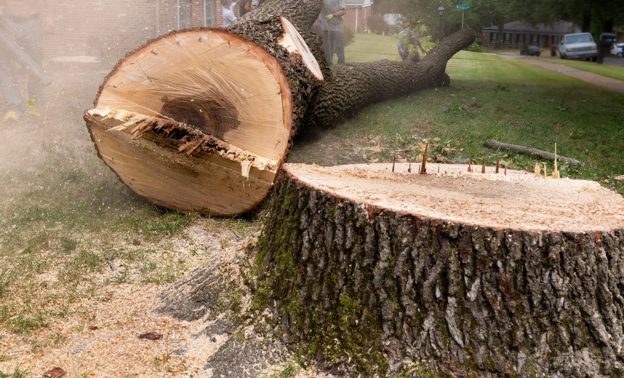 Professional tree removal crew felling a large tree on a residential property in southern Minnesota — Buffalo Lake Wood Co. equipment and capabilities