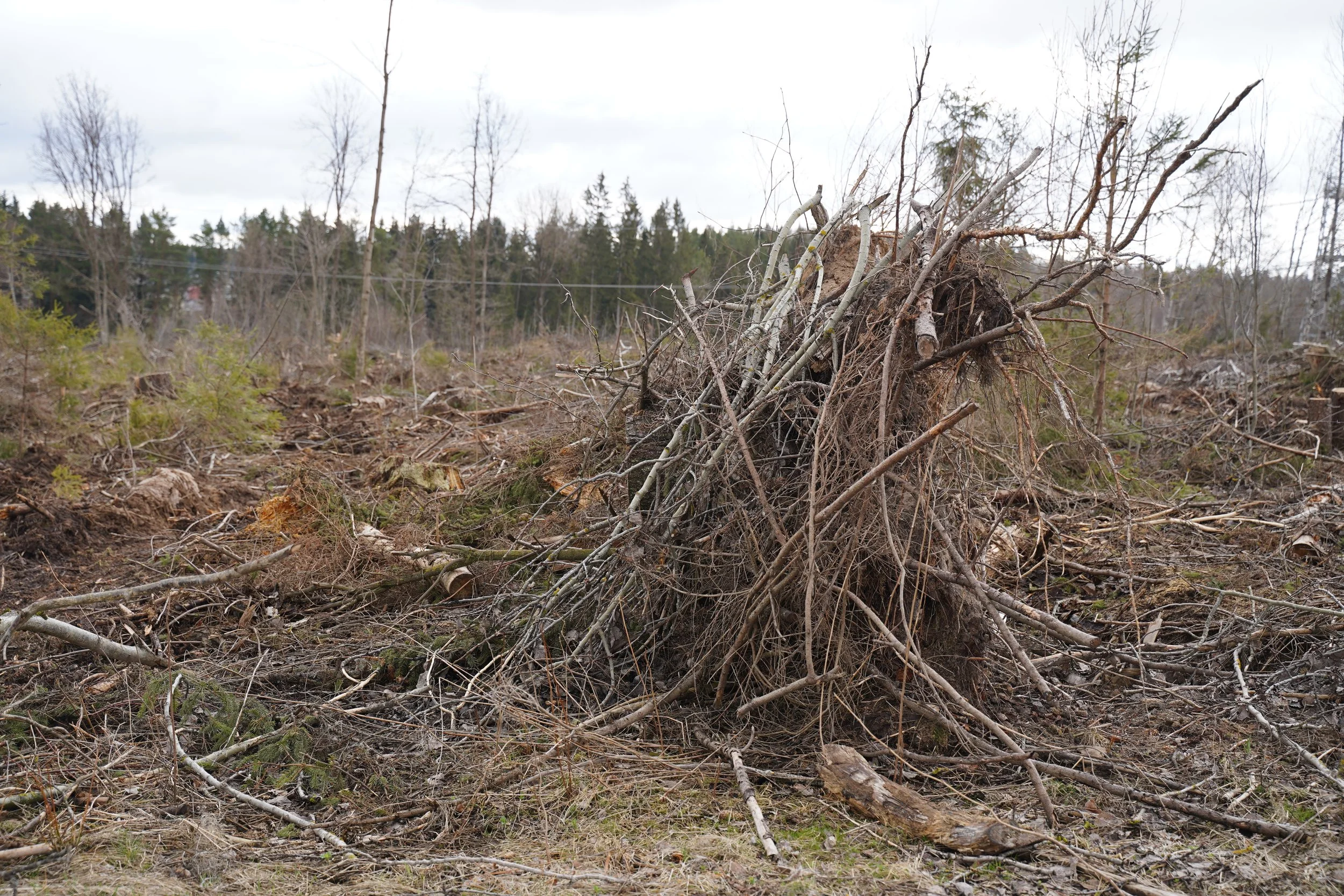 Uprooted tree root ball and brush debris during a land and brush clearing project in southern Minnesota by Buffalo Lake Wood Co..jpeg