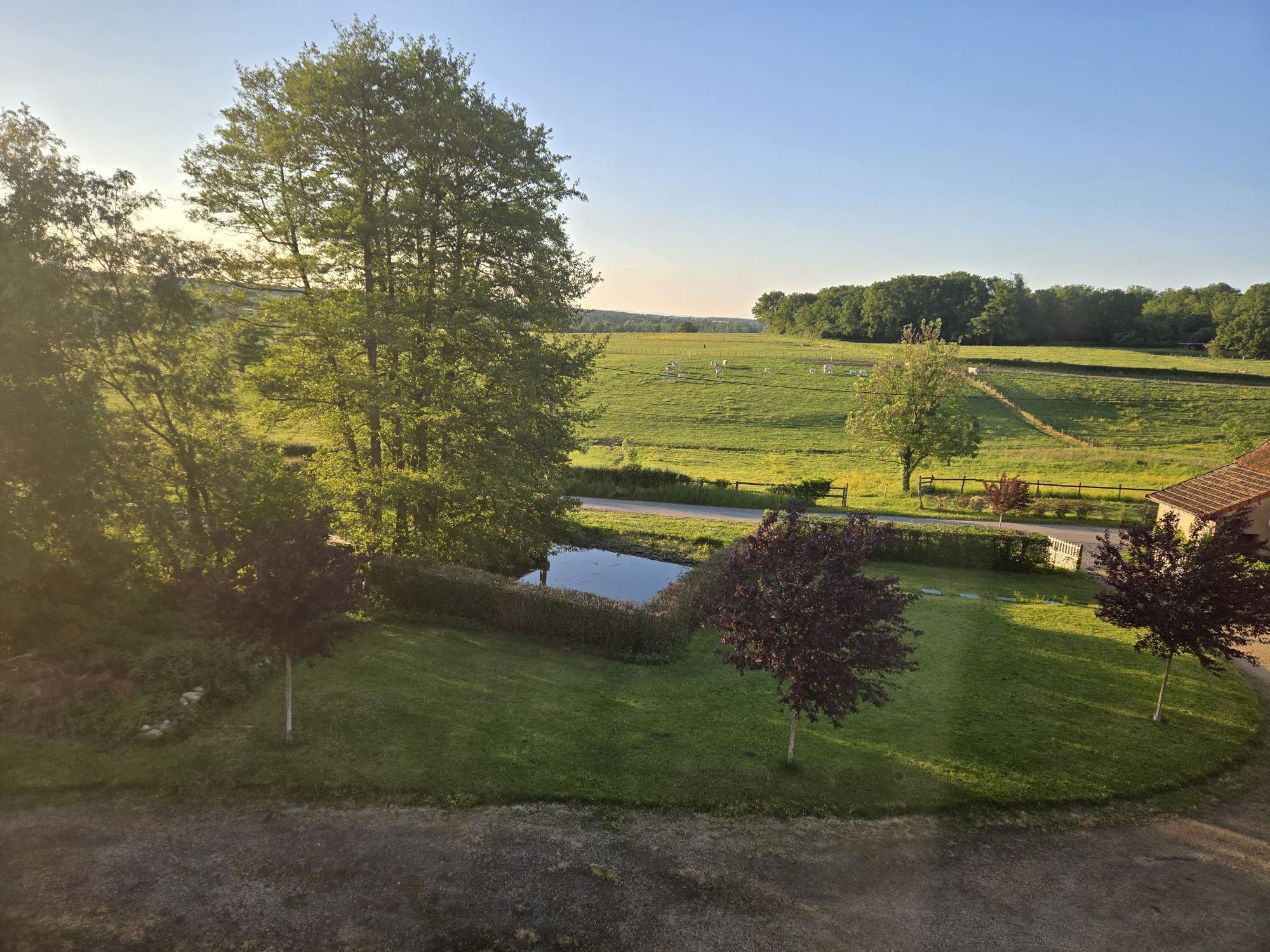 Une scène de campagne avec des arbres verts, une pelouse, un plan d'eau, et un champ avec des vaches blondes. C'est un paysage rural en fin d'après-midi ou début de soirée.