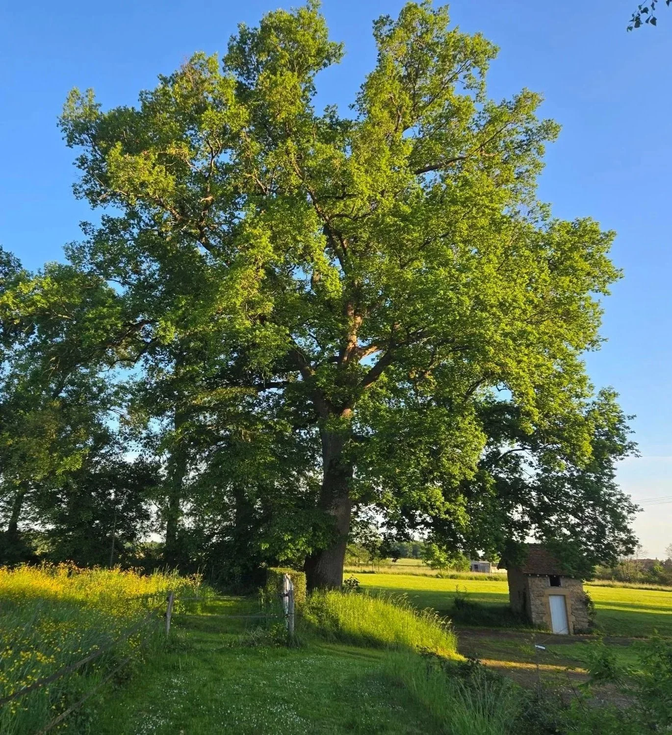 Un grand arbre verdoyant dans un champ ensoleillé, avec une petite maison en pierre à côté et un ciel bleu clair.