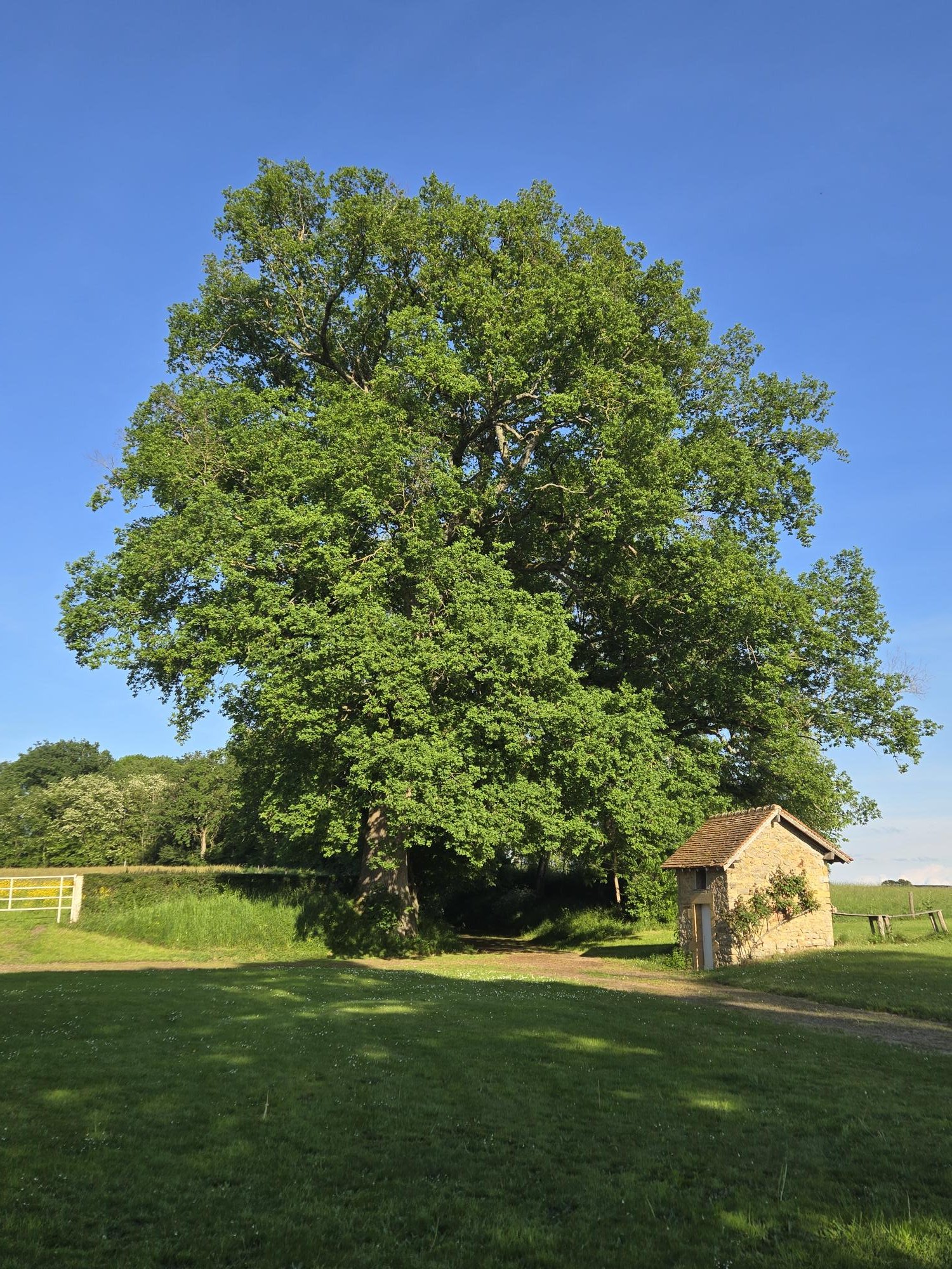 Un grand arbre vert avec un tronc épais, situé dans un champ herbeux, à côté d'une petite maison en pierre avec un toit en tuiles. Le ciel est clair et bleu, et il y a un chemin en terre devant la maison.