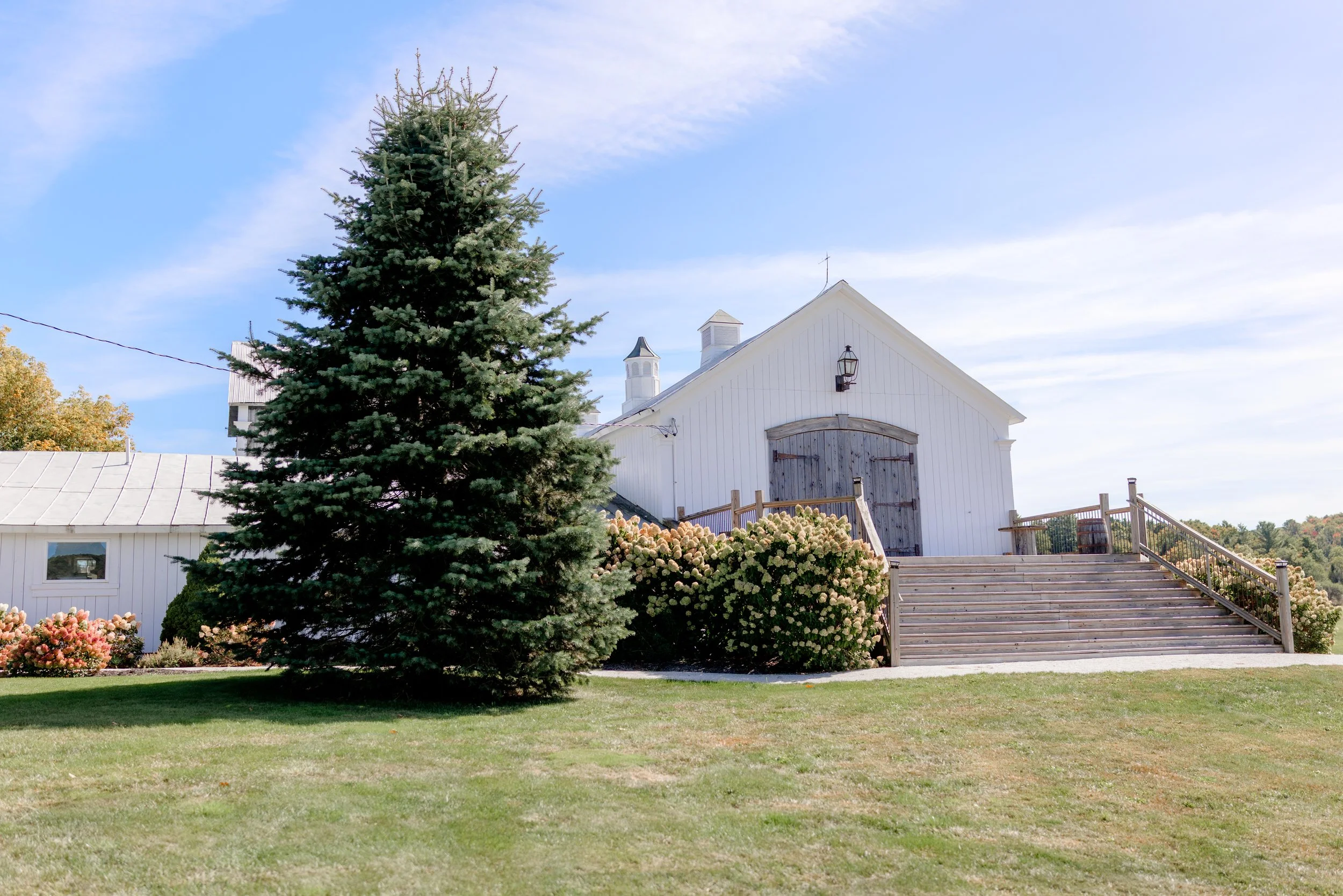Wide lawn at Swiss & Bloom Farm with a tall evergreen tree and the Wedding Barn in the background.