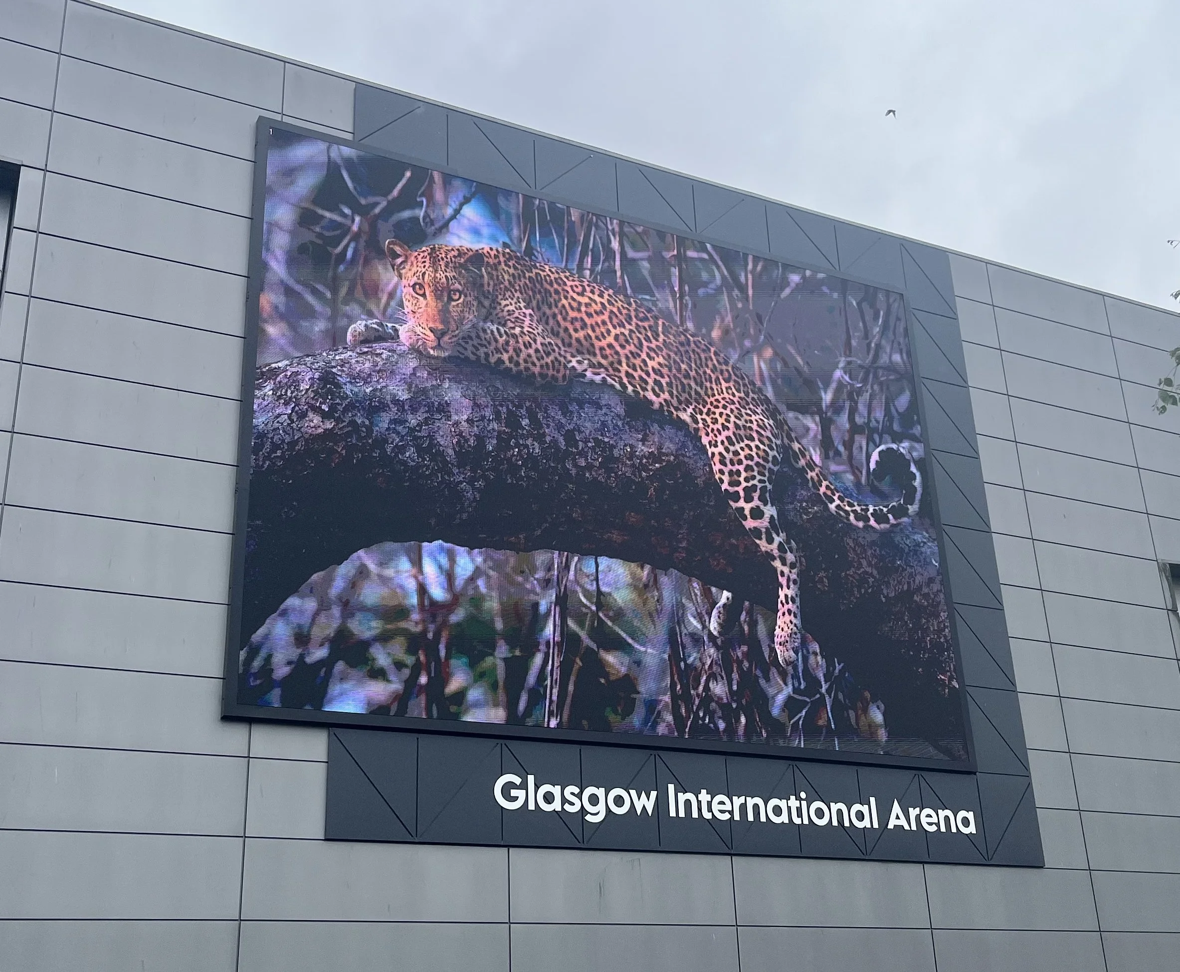 Large digital billboard displaying a close-up image of a leopard resting on a branch, located outside the Glasgow International Arena.