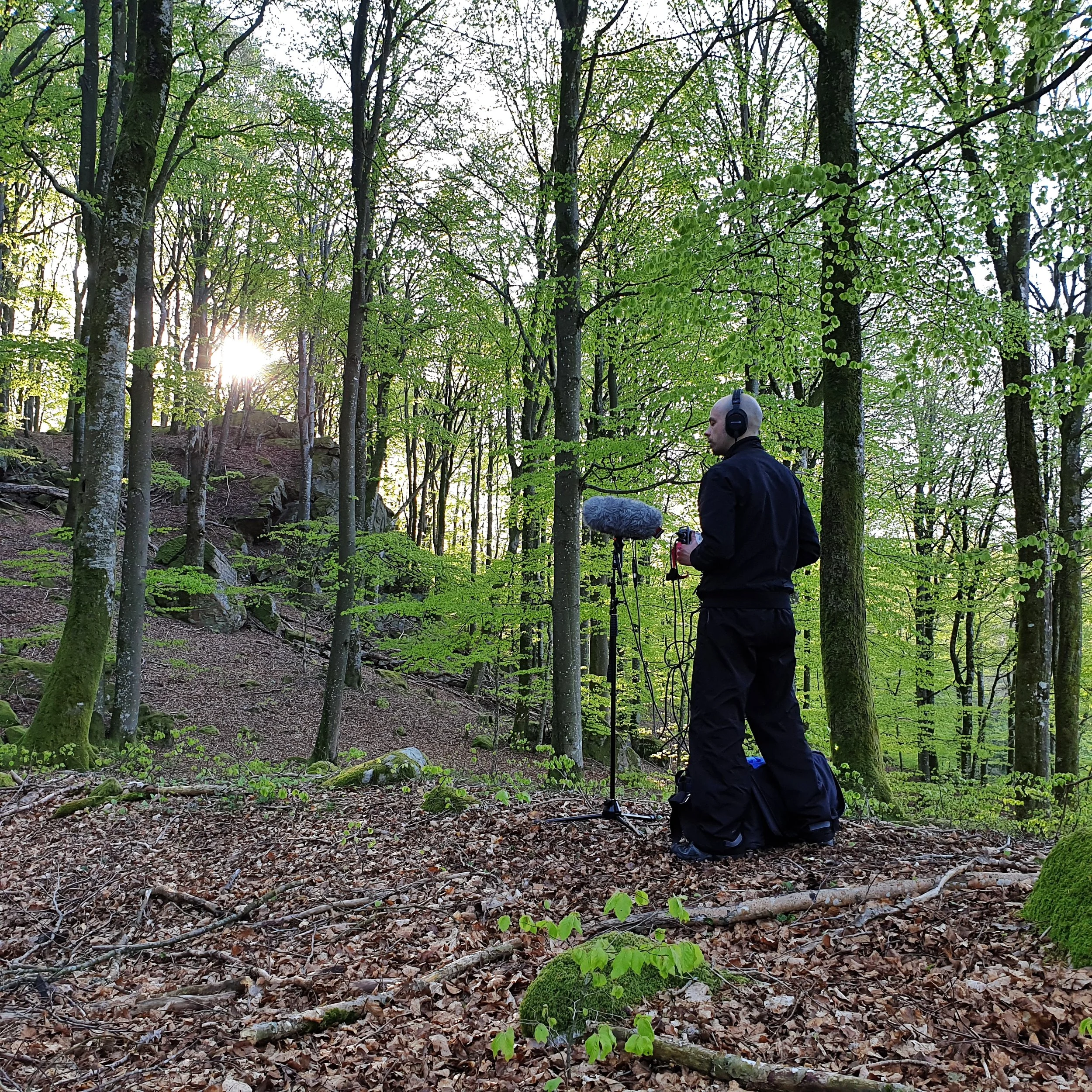 Inspelning av naturljud i lövskog, för användning i ljudmaskering