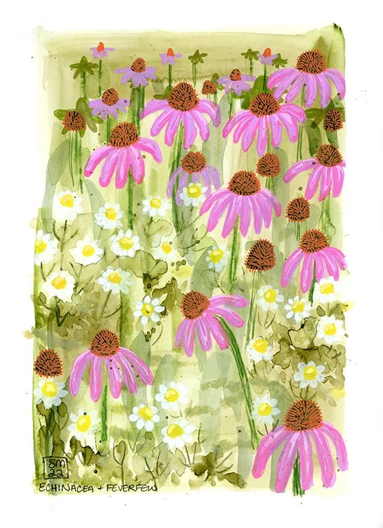 Echinacea + Feverfew
