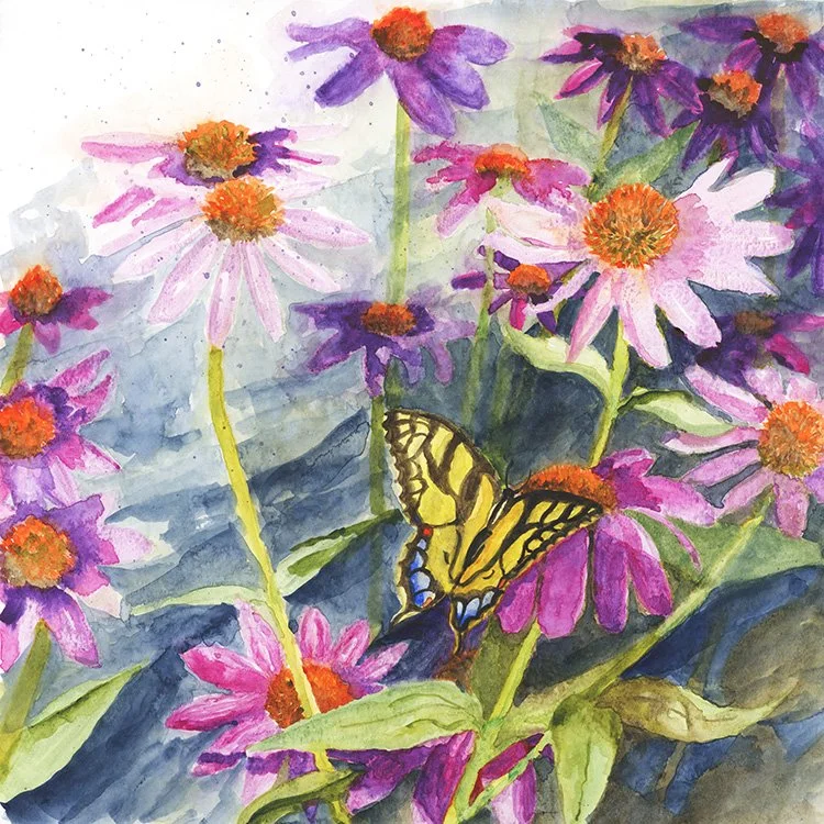 Swallowtail on Coneflowers