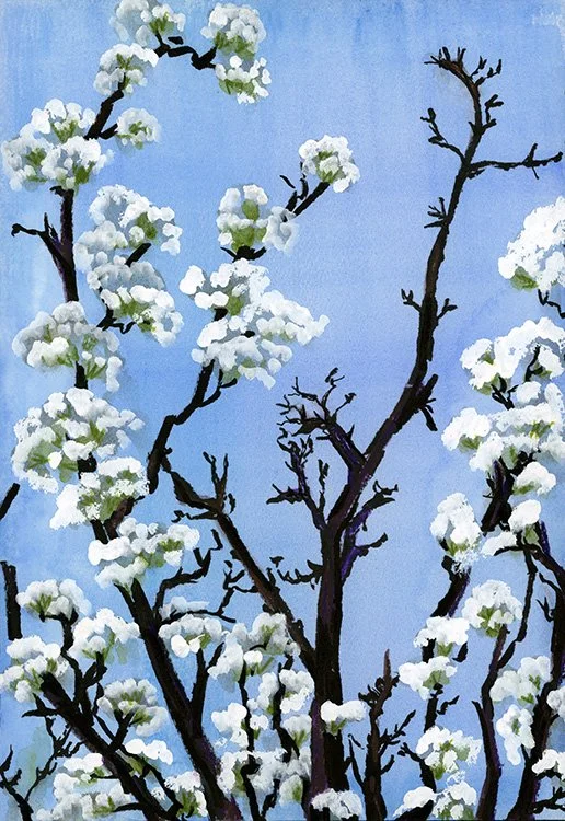 Spring Branches