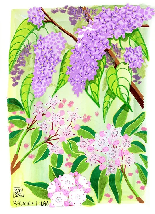 Kalmia + Lilac